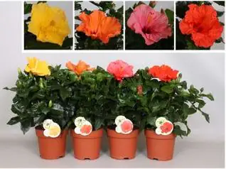 Hibiskus Busch Hibiscus Eibisch 17 vm Topf 