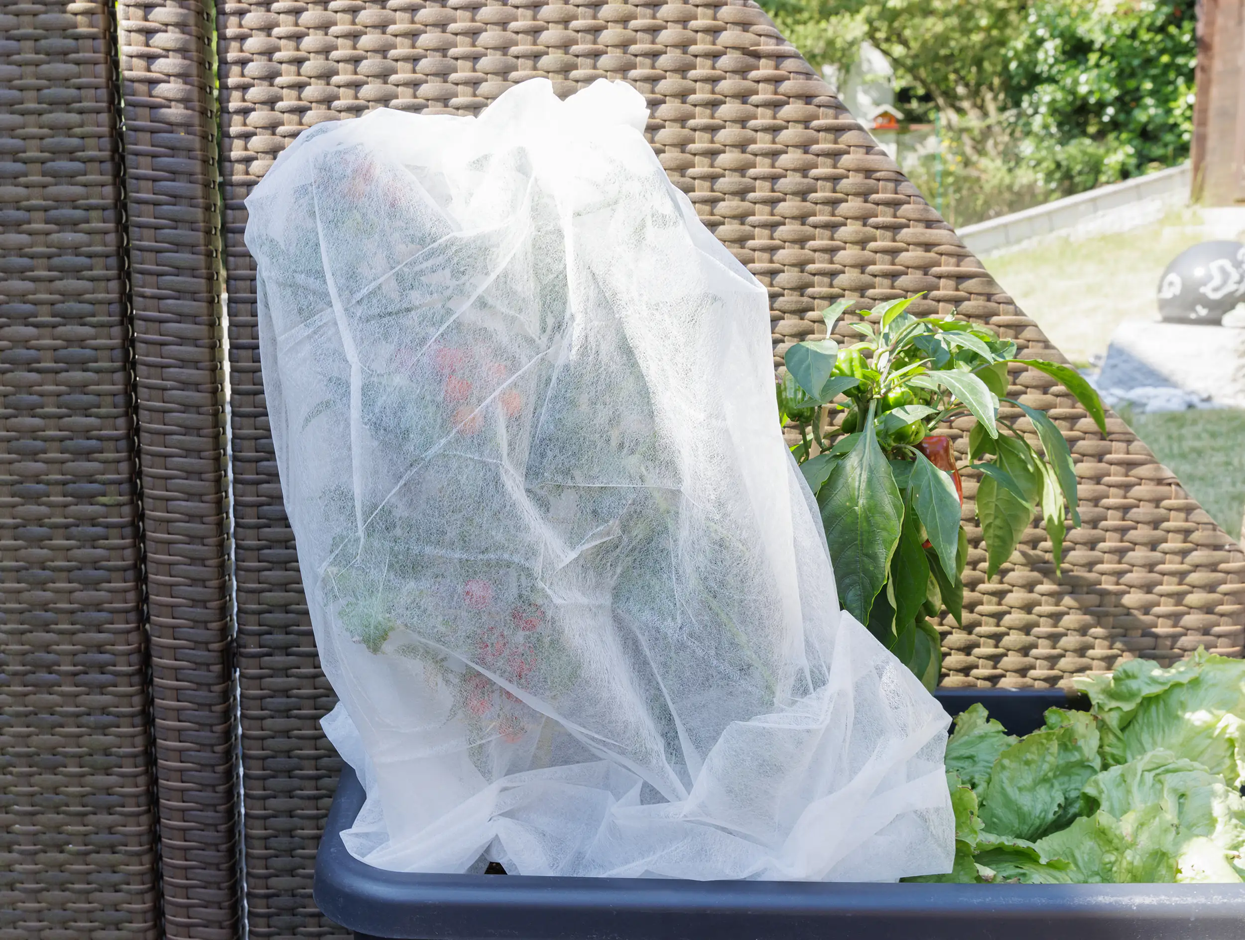 TrendLine Tomatenvlies 0,8 x 5 m