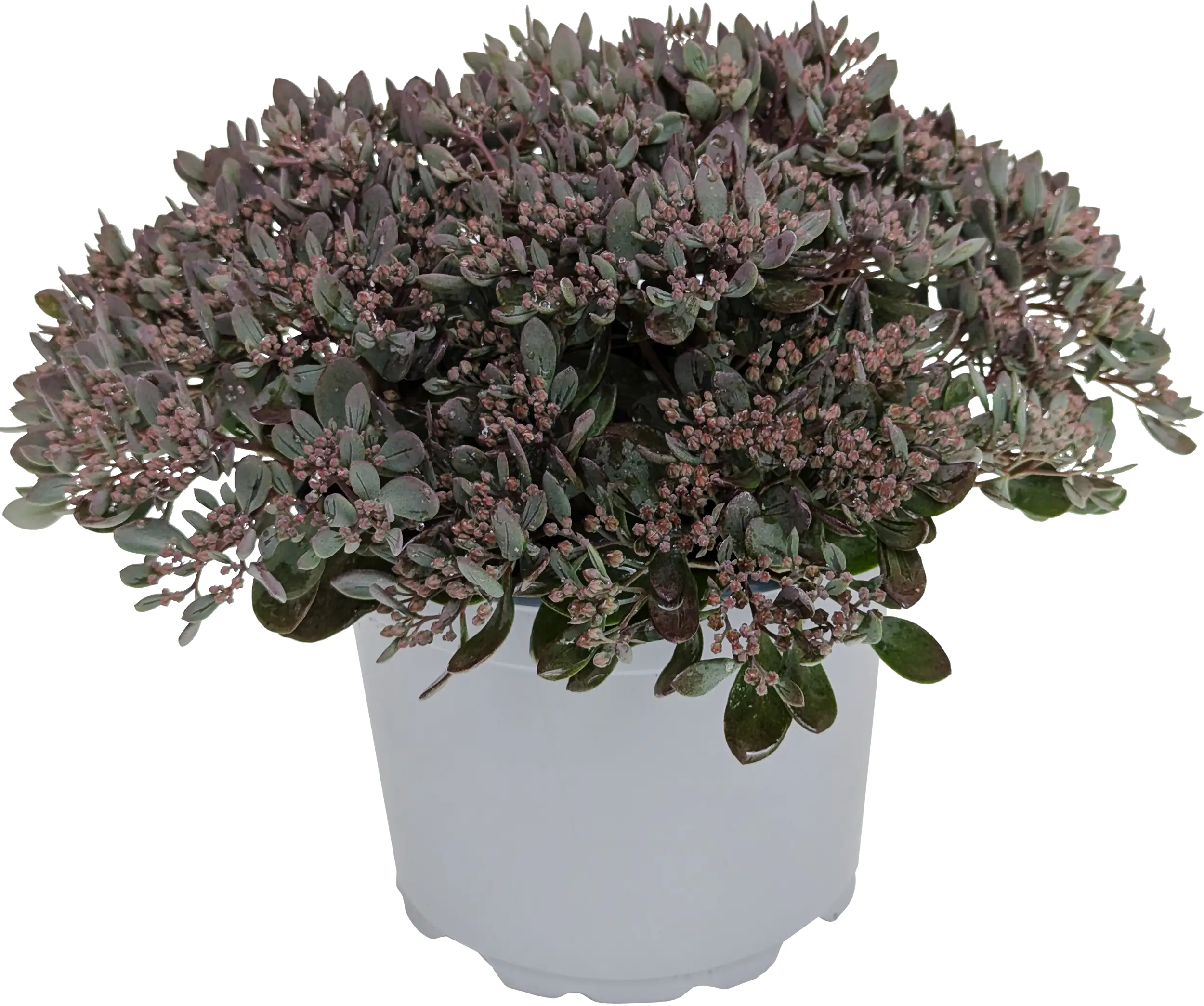 Fetthenne Sedum Save Water Mix 17 cm Topf