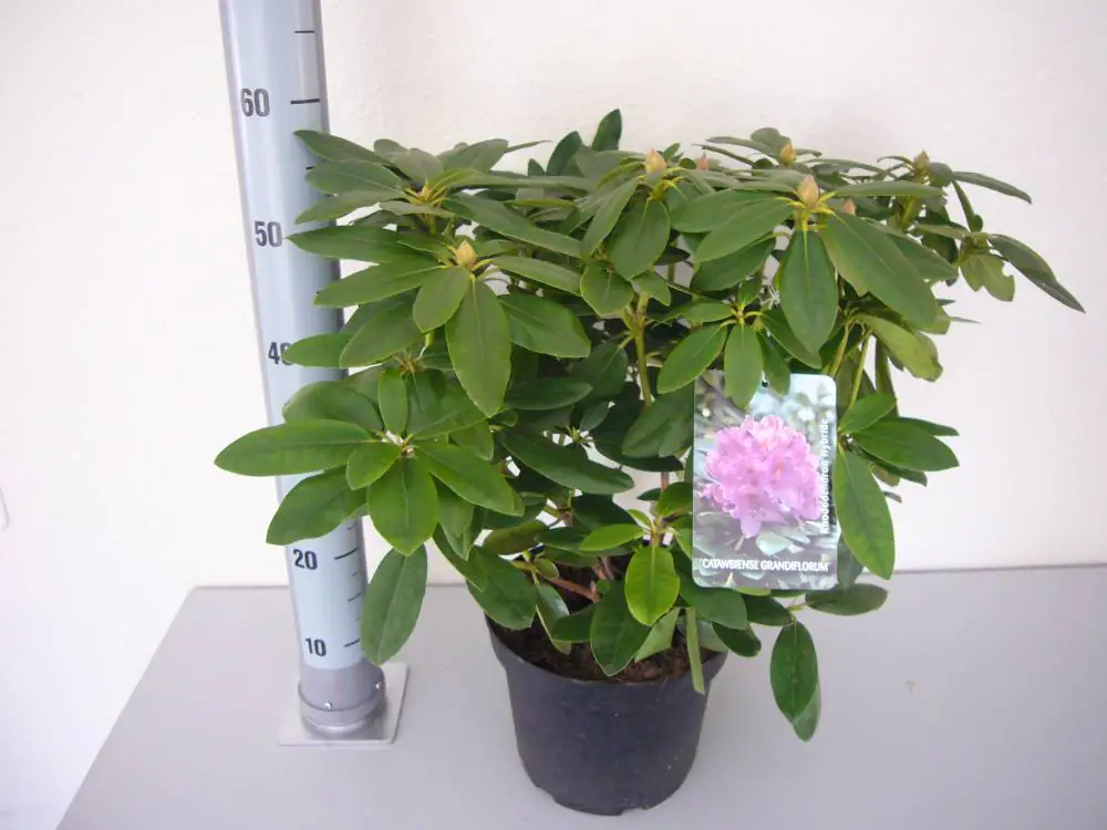 Rhododendron Catawbiense Grandiflorum 5 l Container