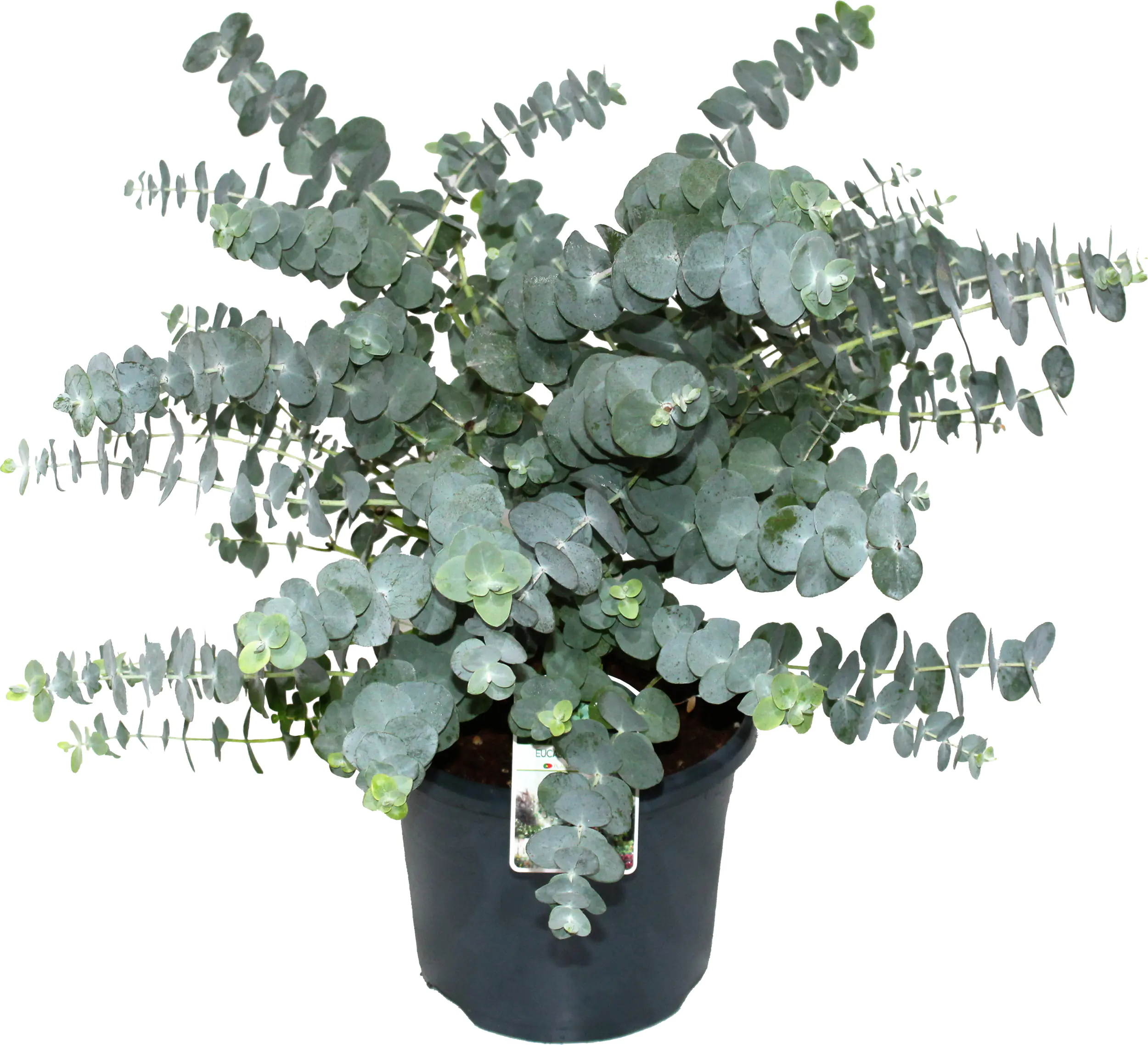 Eucalyptus gunnii Eukalyptus Busch 19 cm Topf Eucalyptus gunnii Eukalyptus Busch 19 cm Topf