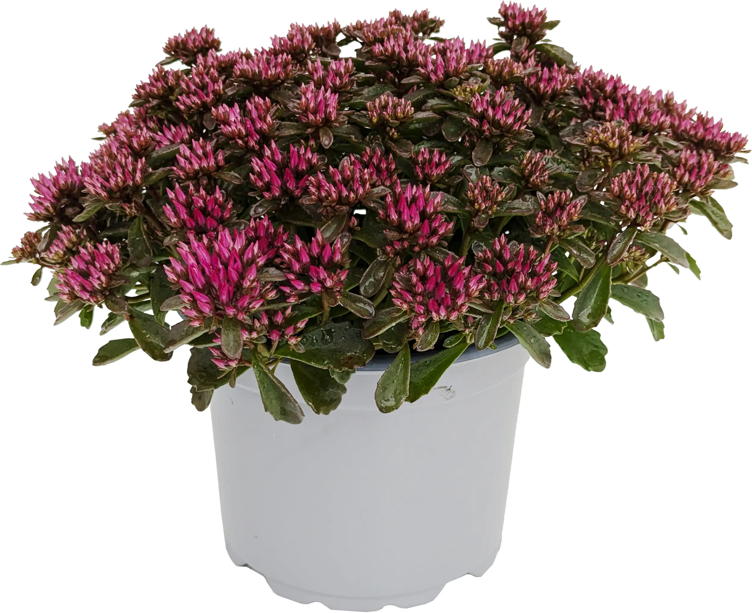 Fetthenne Sedum Save Water Mix 17 cm Topf