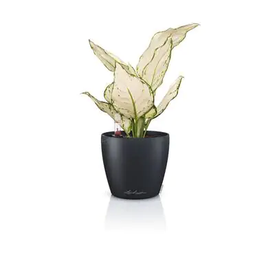 Lechuza Übertopf Kunststoff Classico Color 12 Komplettset Ø 13 x 12 cm schiefergrau