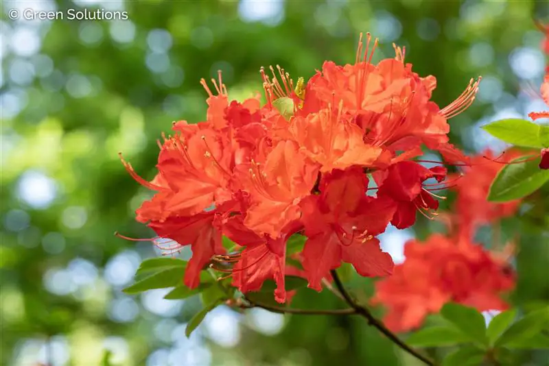 Sommergrüne Azalee Azalea Knap-Hill Hybriden, 5 L Container
