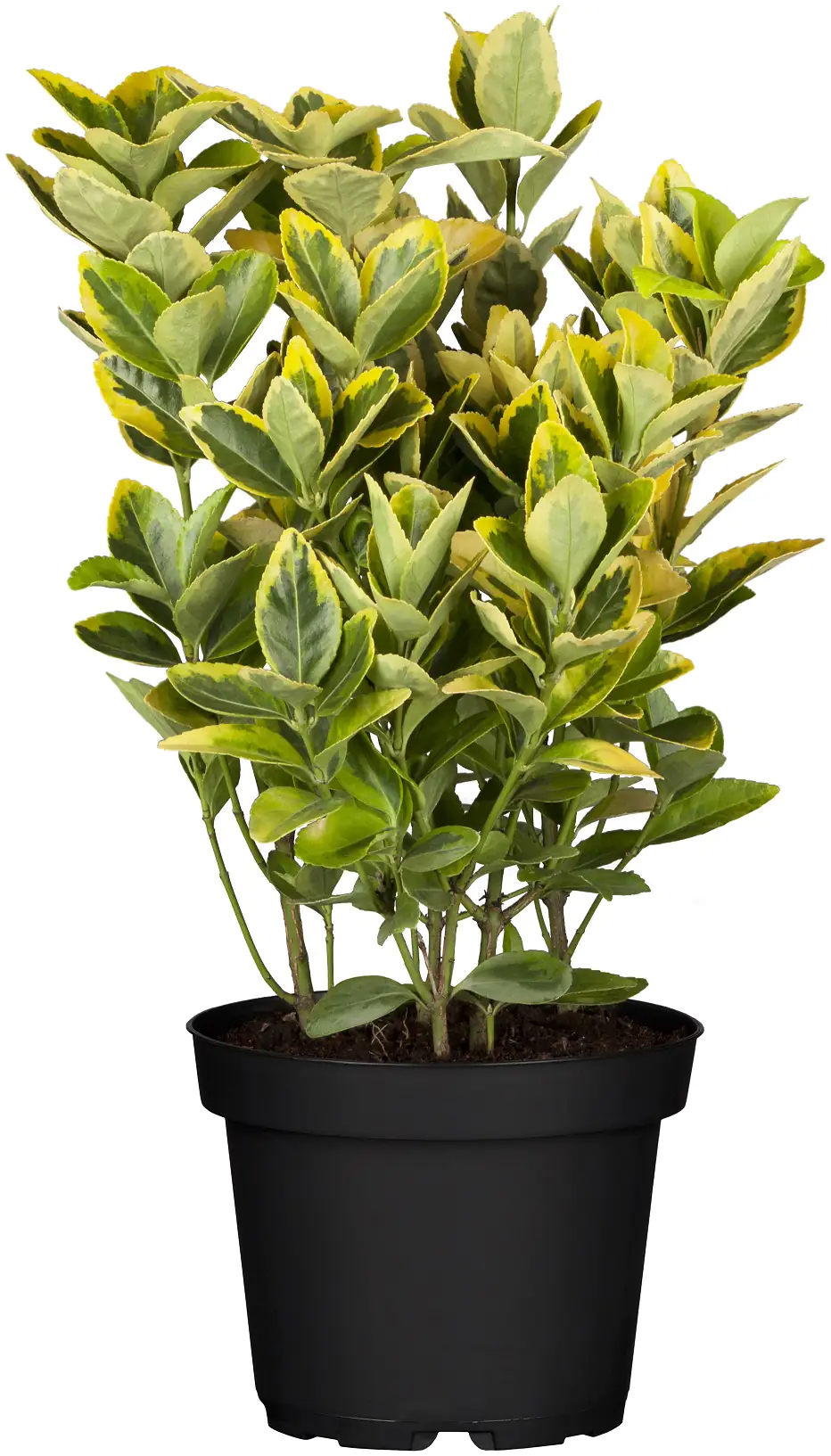 Euonymus japonicus japanischer Spindelstrauch Marieke gelb 13 cm Topf Euonymus japonicus japanischer Spindelstrauch Marieke gelb 13 cm Topf