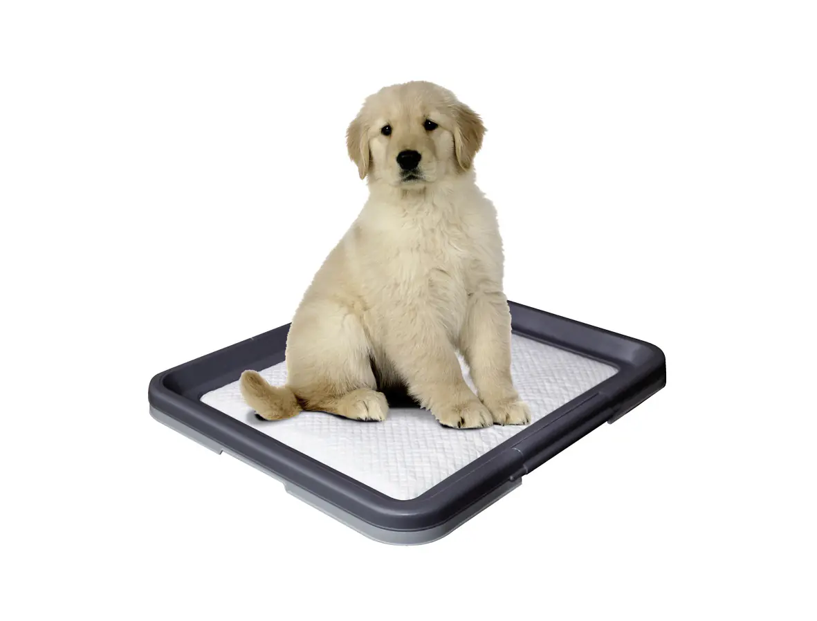 Nobby Doggy Trainer L - 62,5 x 48 x 3,8 cm