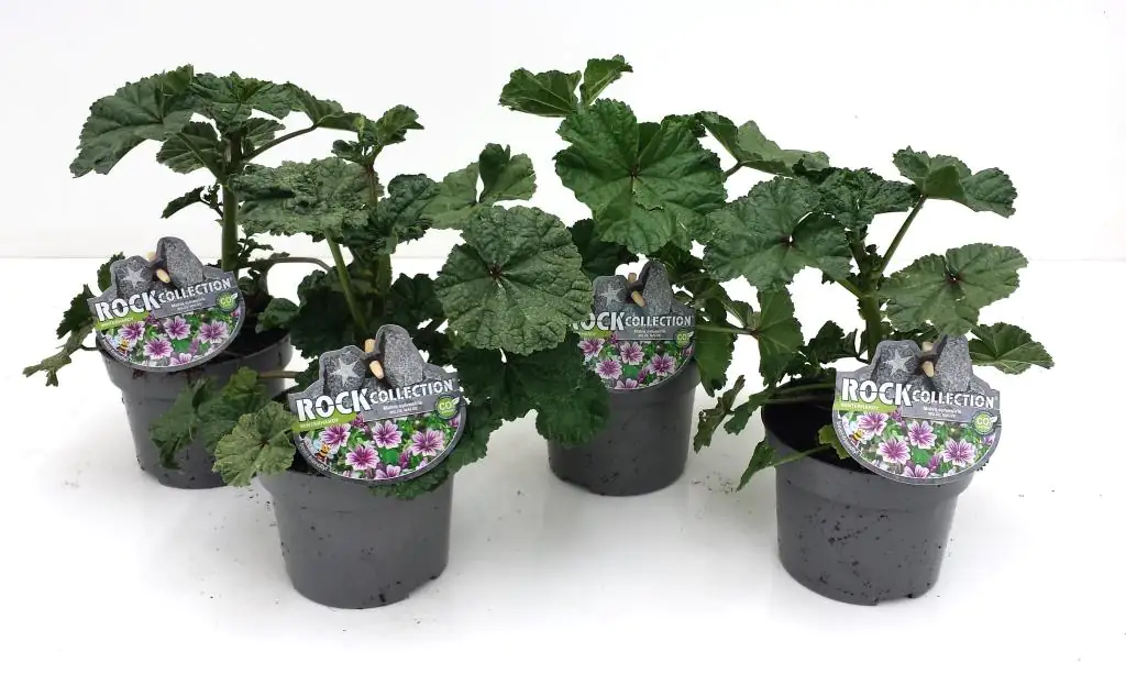 Wilde Malve Malva sylvestris 13 cm Topf