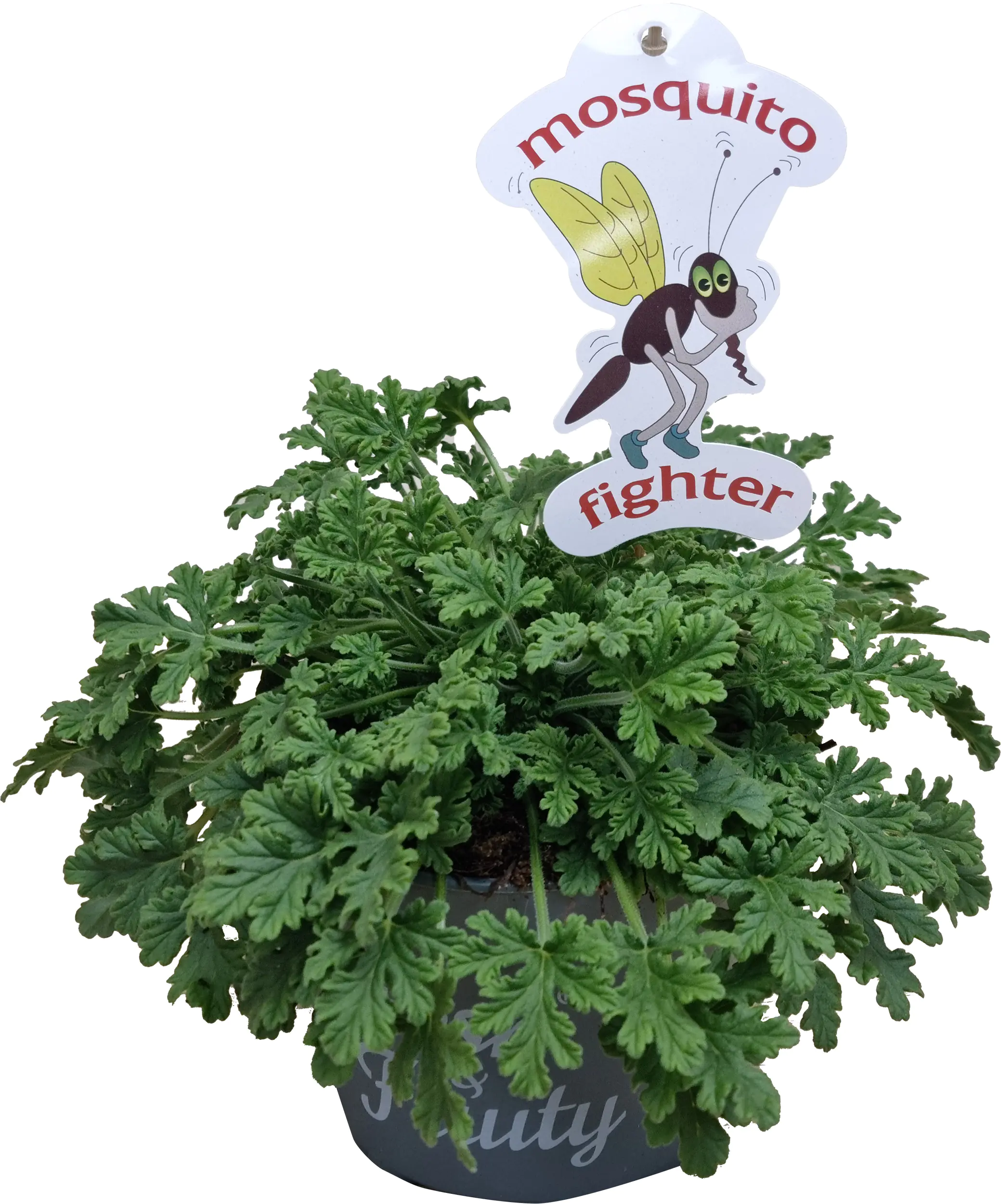 Pelargonium fraveolens Duftgeranie "Mosquito Fighter" 12 cm Topf