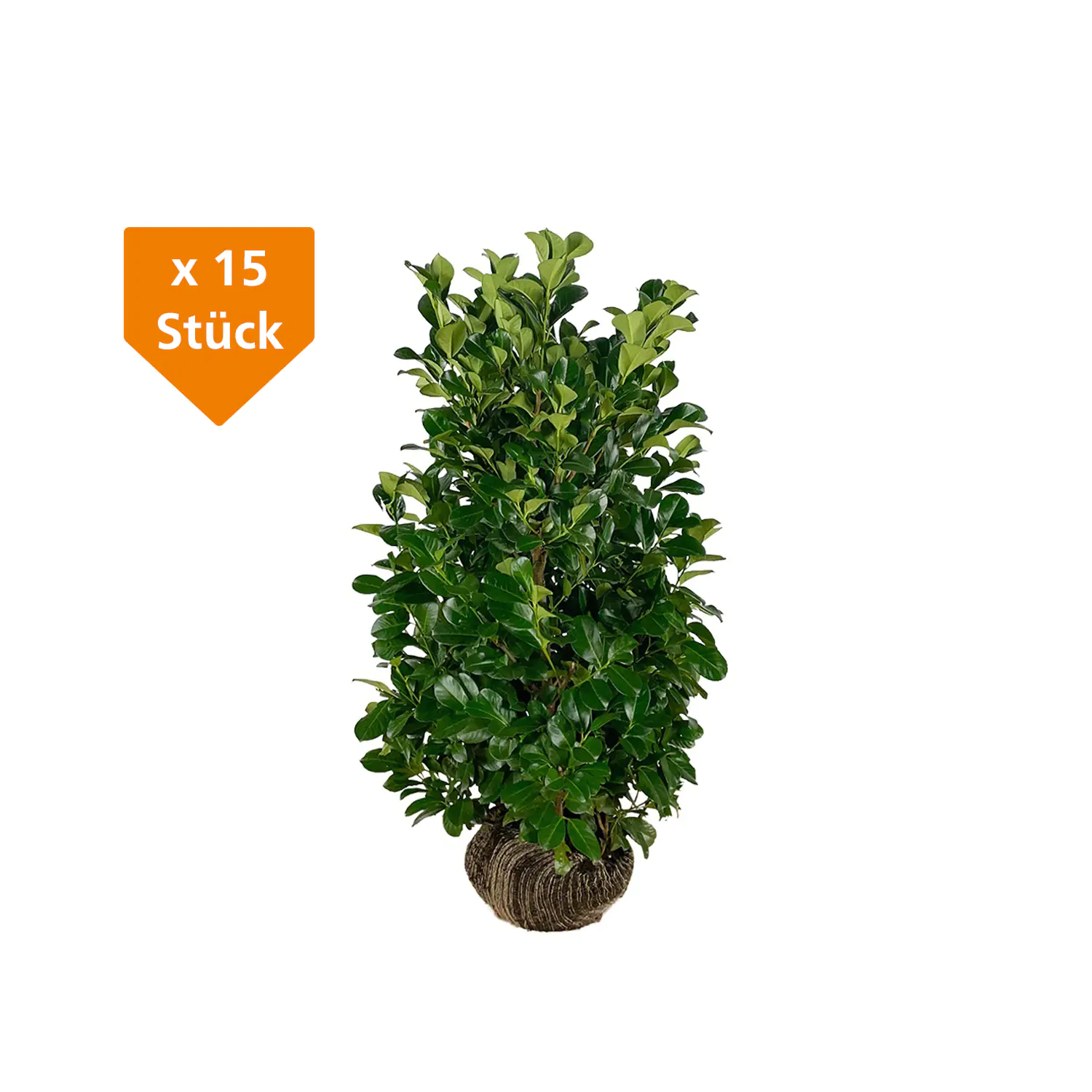 Kirschlorbeer Etna Prunus laur. Etna H 120 - 140 cm, 15 Stück Kirschlorbeer Etna Prunus laur. Etna H 120 - 140 cm, 15 Stück