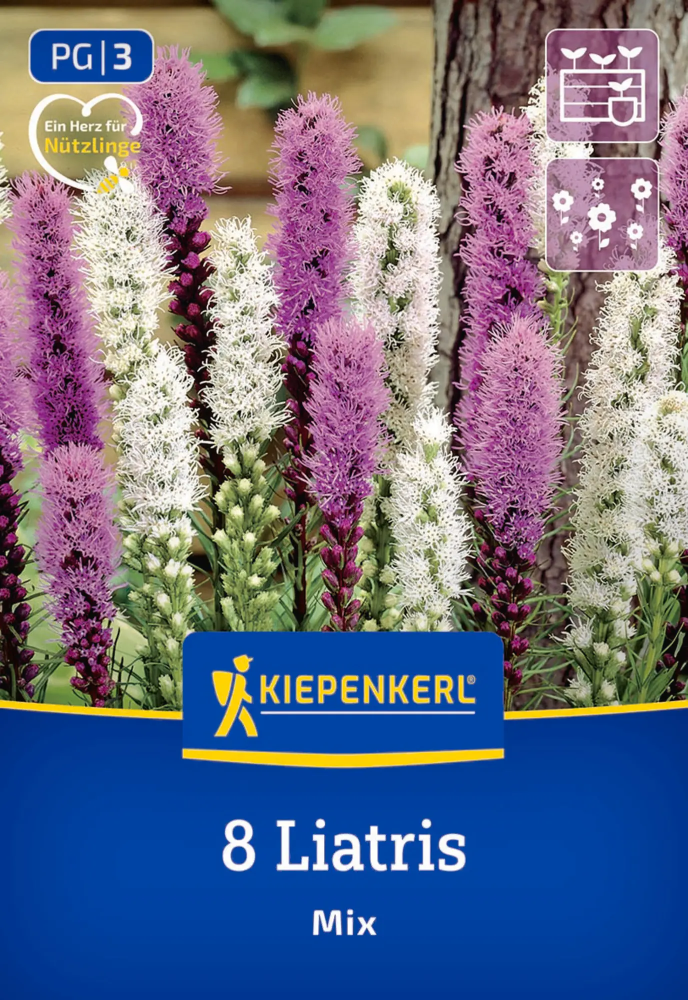 Kiepenkerl Frühjahrsblumenzwiebel Prachtscharte Liatris Blau und Weiß 8 Stück