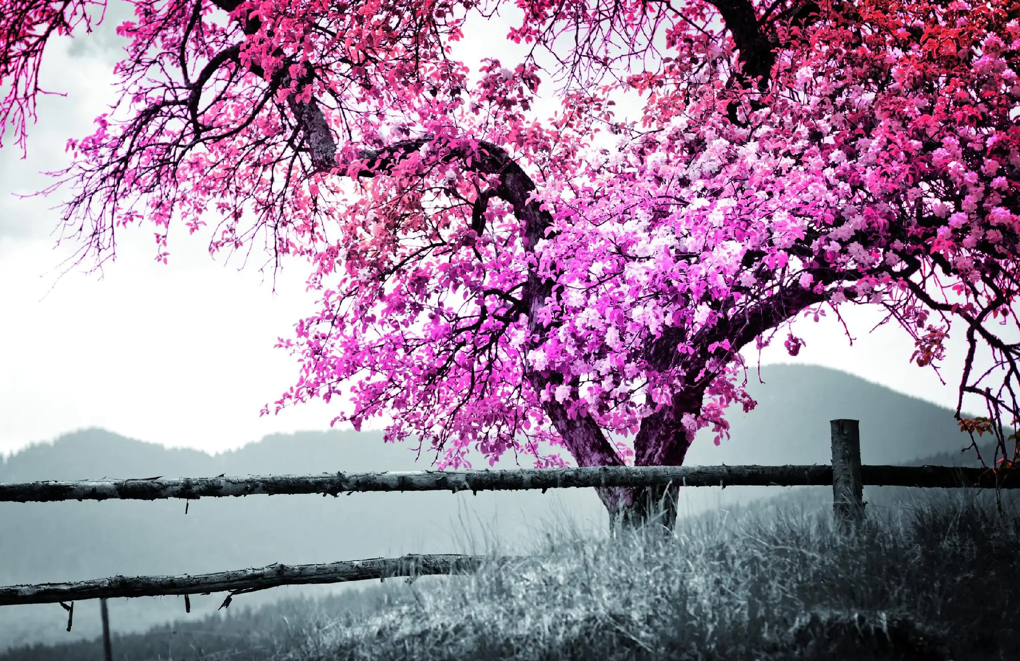 Deco-Panel Bild - Rosa Baum 90 x 58 cm Deco-Panel Bild - Rosa Baum 90 x 58 cm