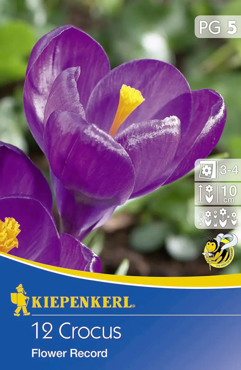 Kiepenkerl Blumenzwiebel Crocus Flower Record Crocus vernus Inhalt: 12 Stück Kiepenkerl Blumenzwiebel Crocus Flower Record Crocus vernus Inhalt: 12 Stück