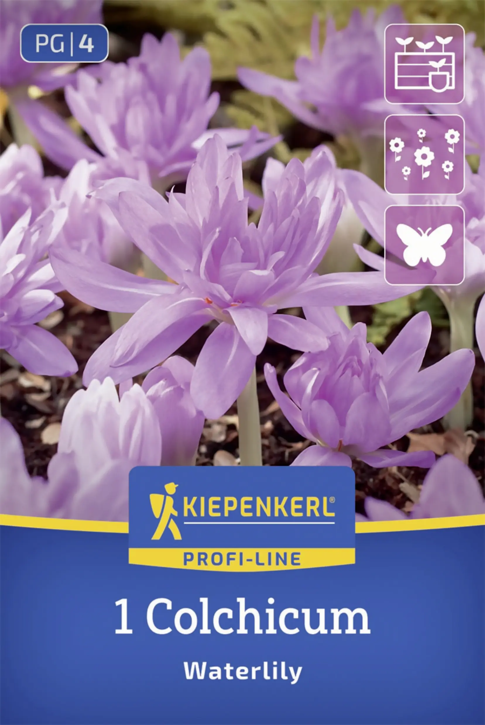Kiepenkerl Profi-Line Herbstzeitlose Waterlily lila 1 Stück