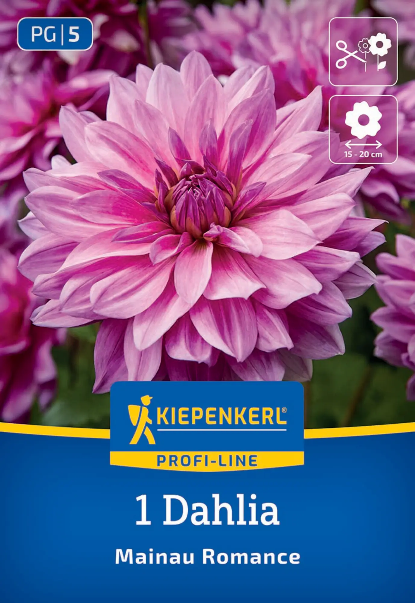 Kiepenkerl Profi-Line Frühjahrsblumenzwiebel Dekorative Dahlie Mainau Romance 1 Stück