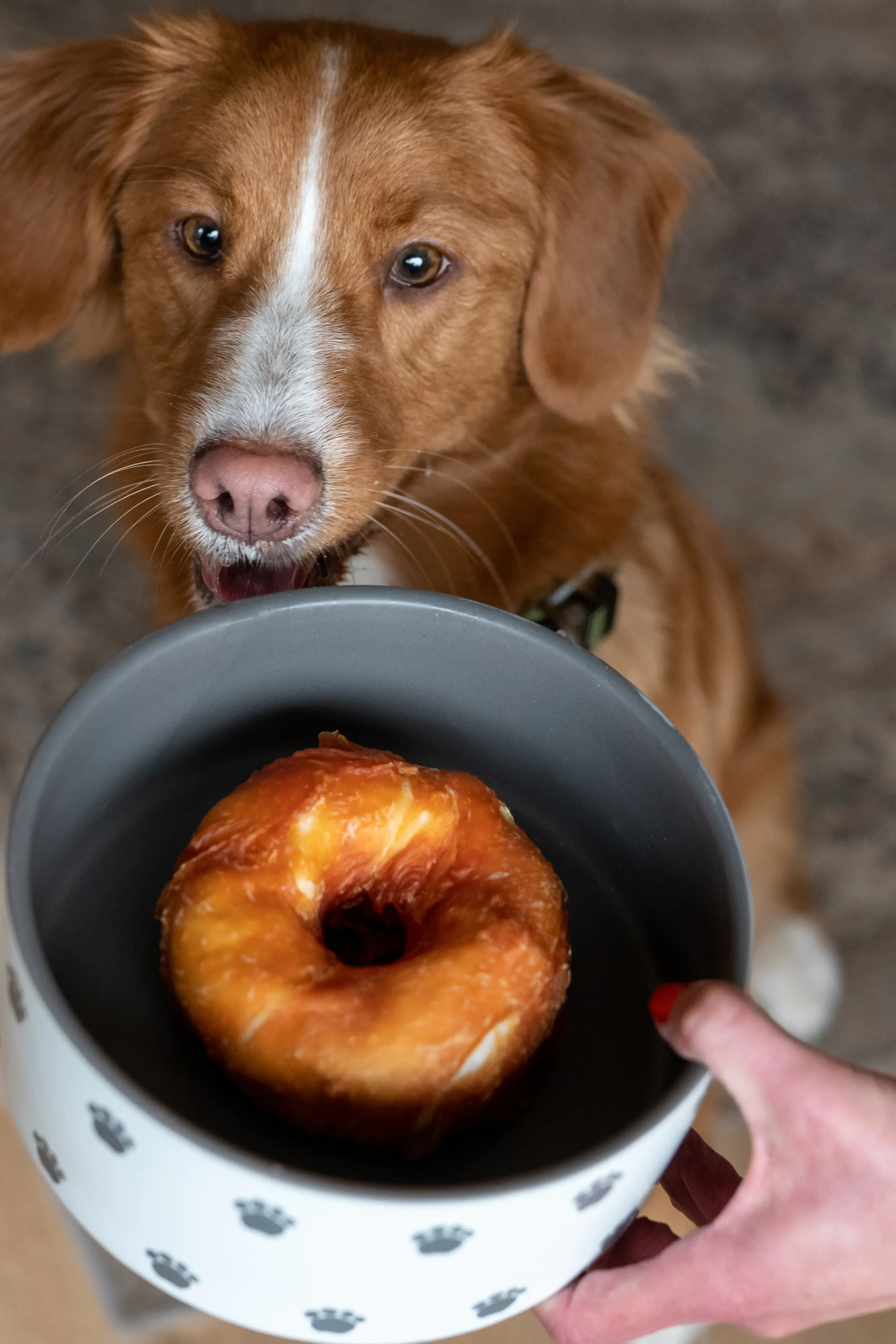 Nobby StarSnack Barbecue Chicken Donut ca. 5,0 cm, 5 St., ca. 110 g