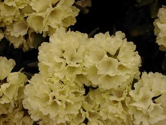 4029395010377 Rhododendron PG II + III Liebhaber gelb 5 l Container