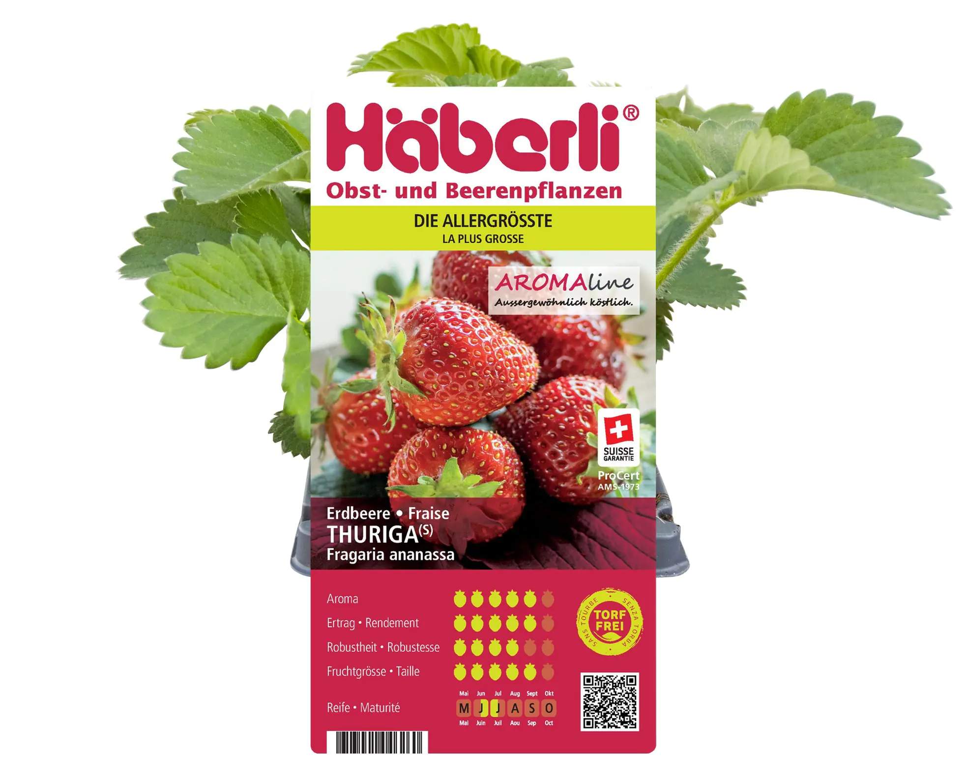 Fragaria × ananassa Thuriga Häberli-Erdbeere 4er Set