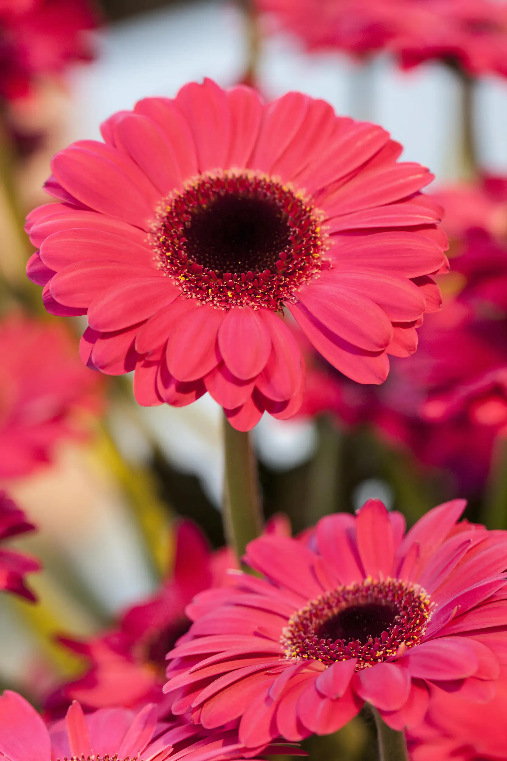 Gerbera in Sorten H 20 cm + 5 L Container Gerbera in Sorten H 20 cm + 5 L Container