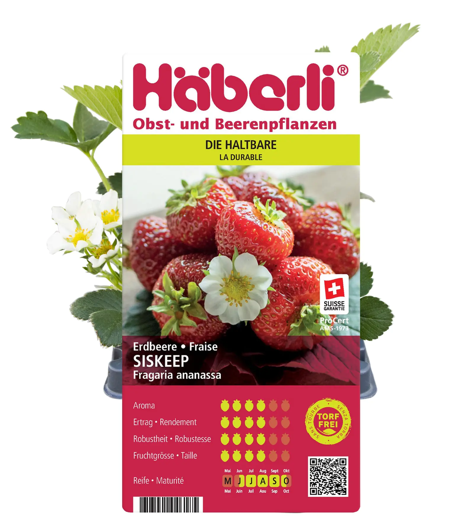 Fragaria × ananassa Siskeep Häberli-Erdbeere 4er Set Fragaria × ananassa Siskeep Häberli-Erdbeere 4er Set