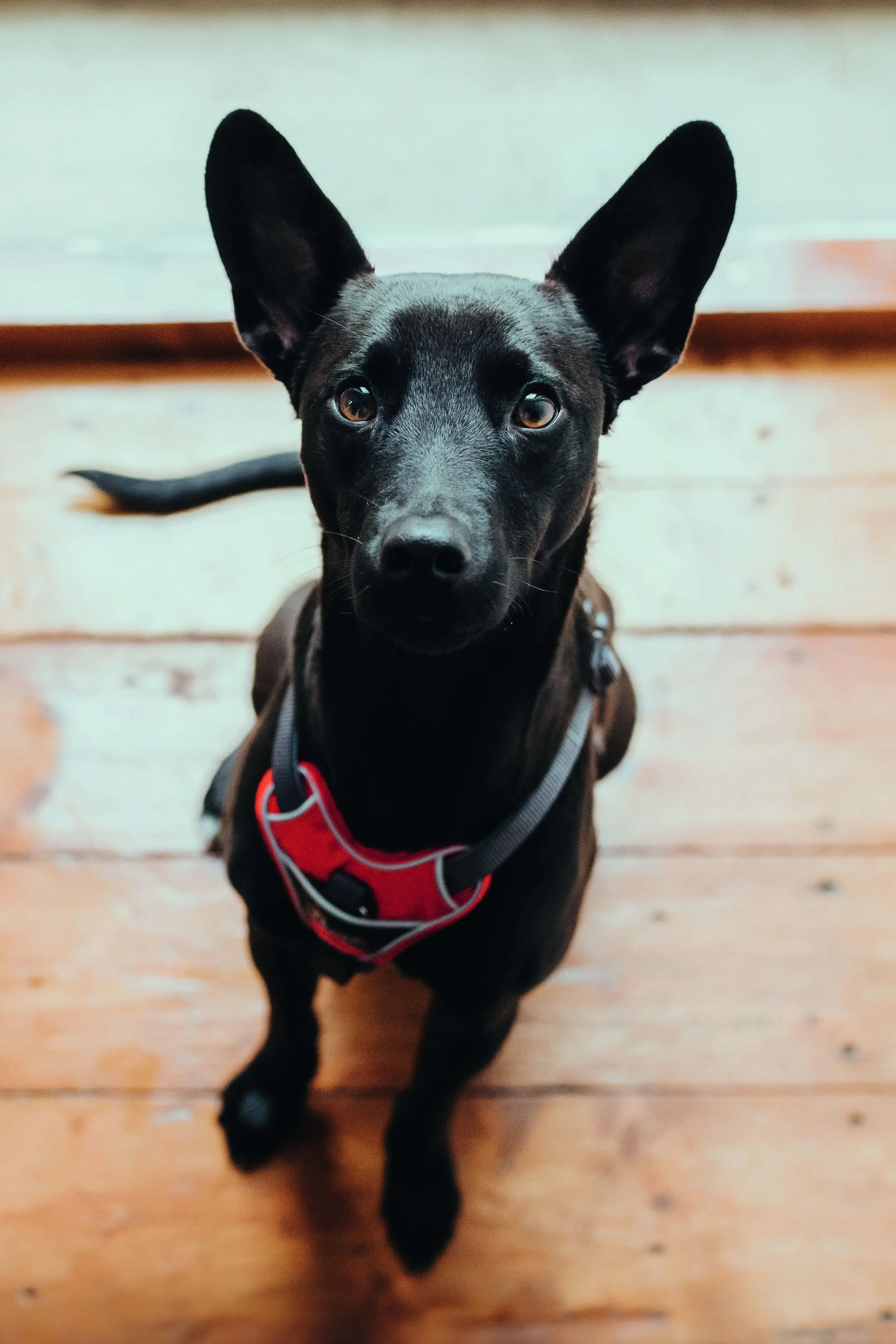 Hunter Hundegeschirr Divo L rot/grau