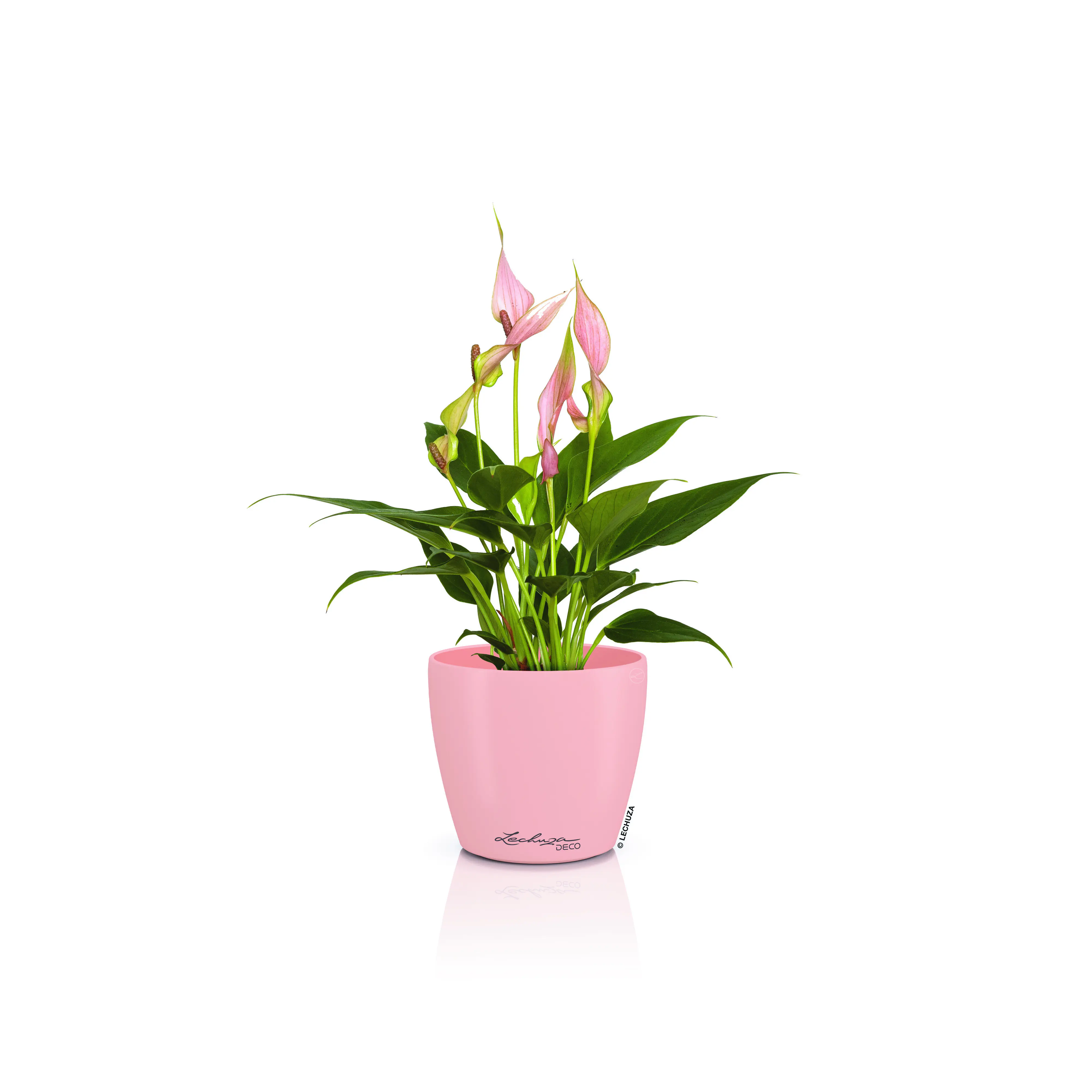 Lechuza Pflanztopf Deco 12 Ø 13,2 x 11,8 cm magnolie