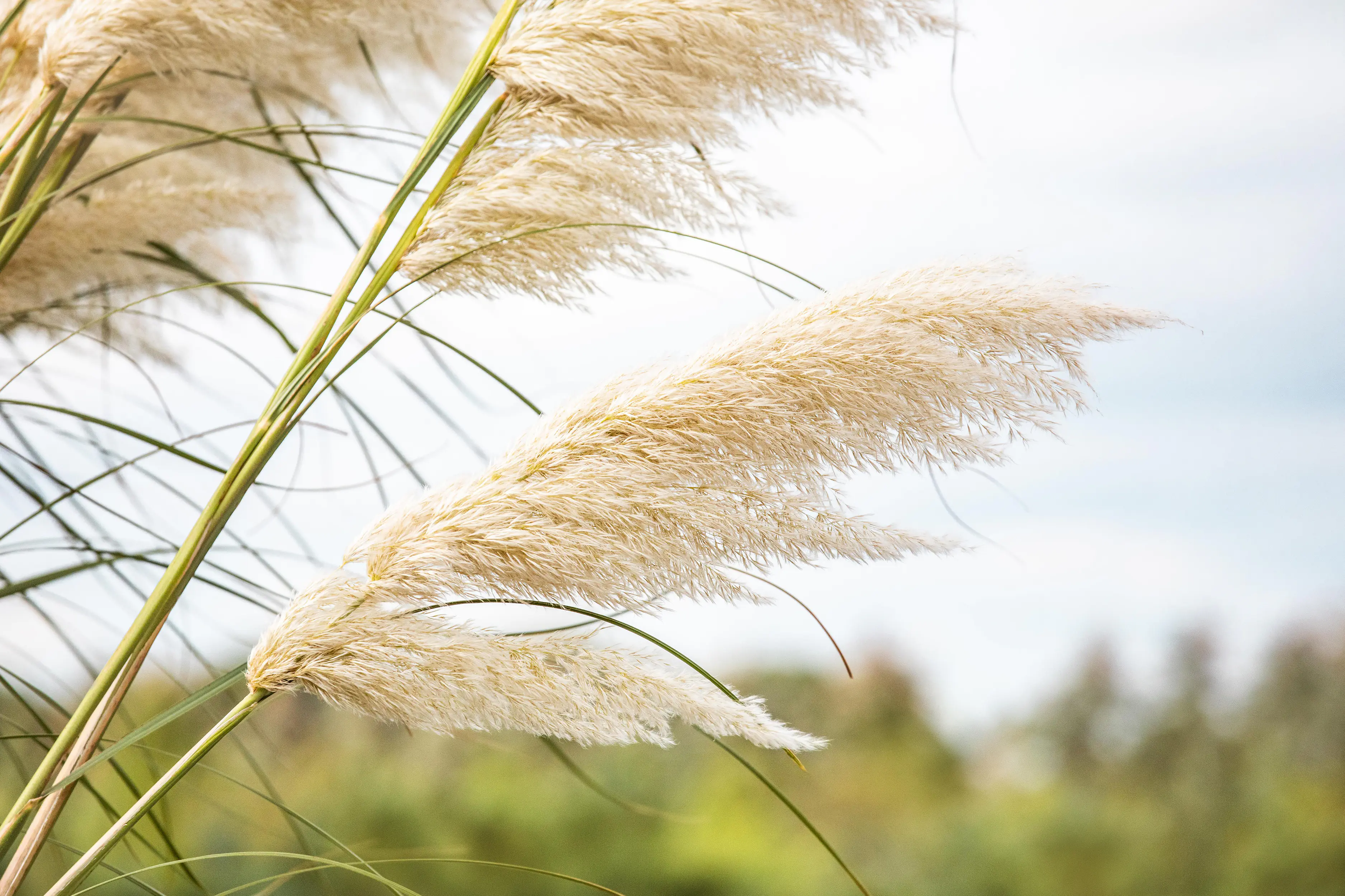 Cortaderia selloana Rosea  Pampasgras 19 cm Topf