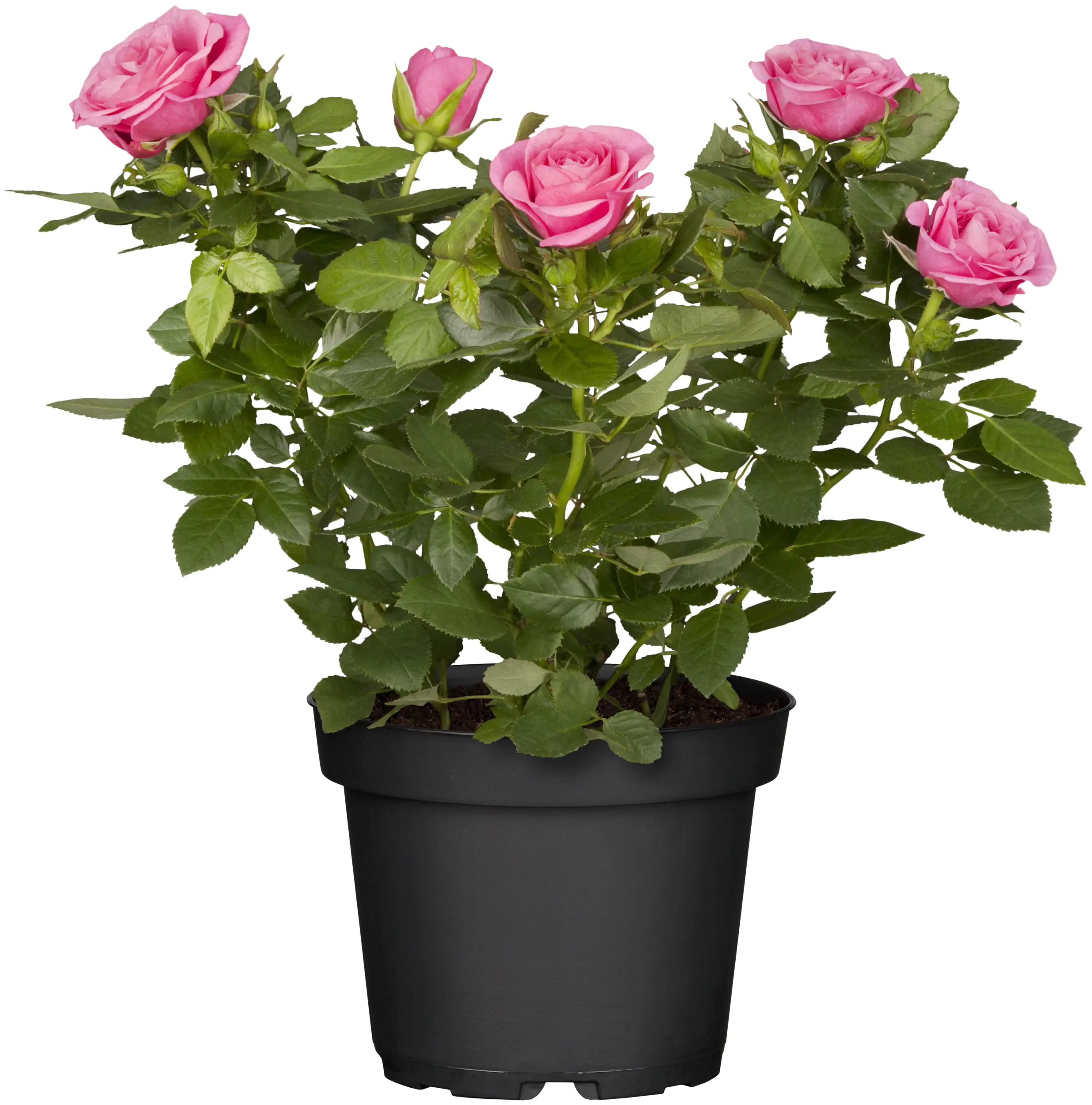4016522000035_04 Freilandrosen Sortenmix 5 l Container