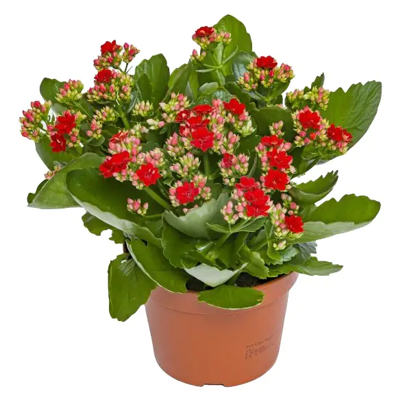 Flammendes Käthchen Kalanchoe Don Justino rot H ca. 27 cm 15 cm Topf