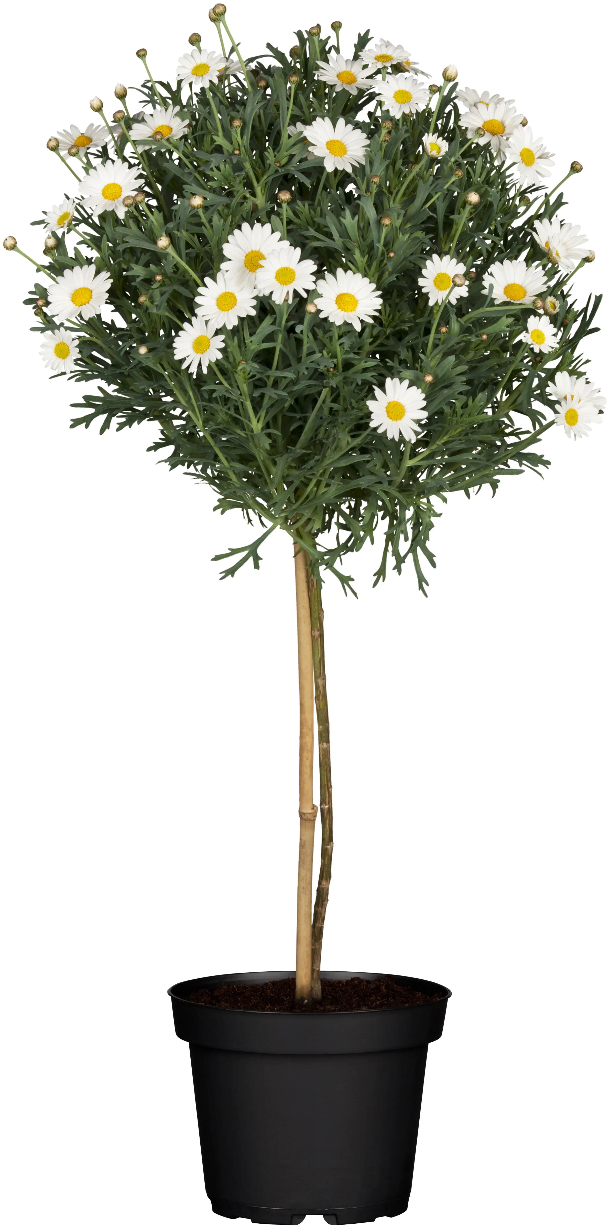 Margeriten Stamm Argyranthemum Frutescens H 80 cm 18 cm Topf