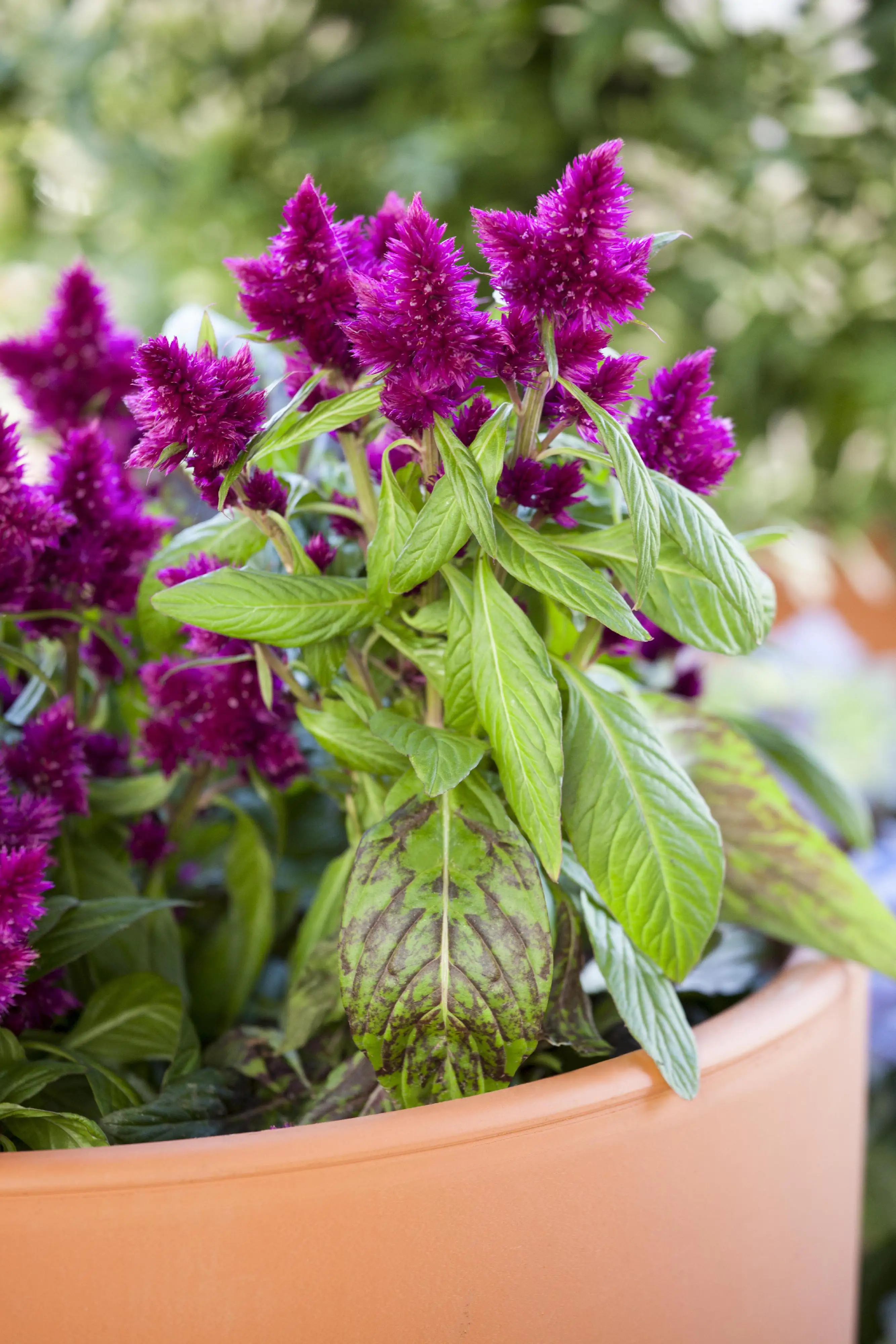 Celosia plumosa Trio rot-gelb-orange 13cm Topf