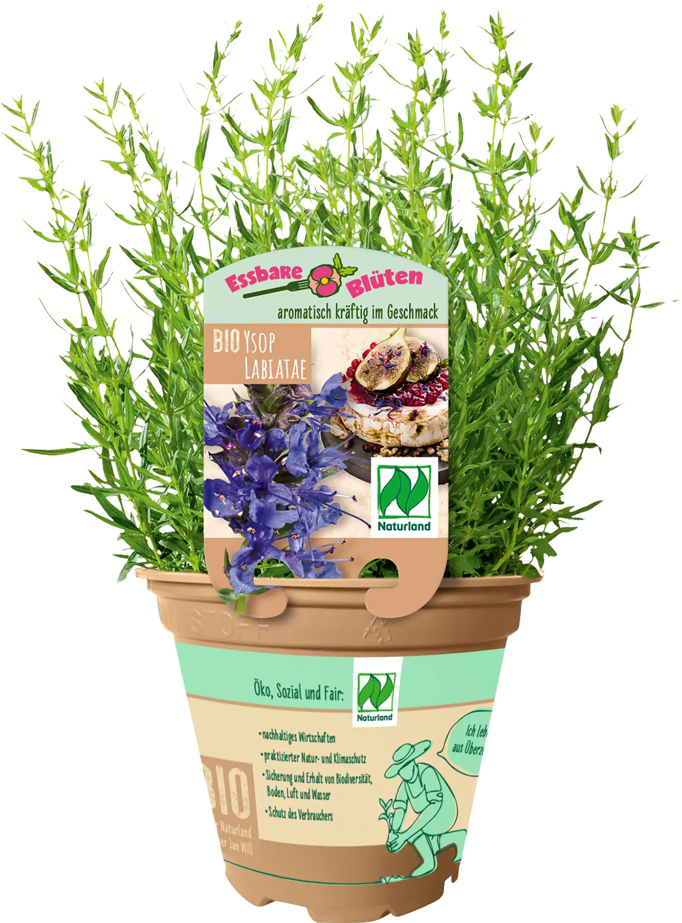 Ysop Hyssopus officinalis 13 cm Topf