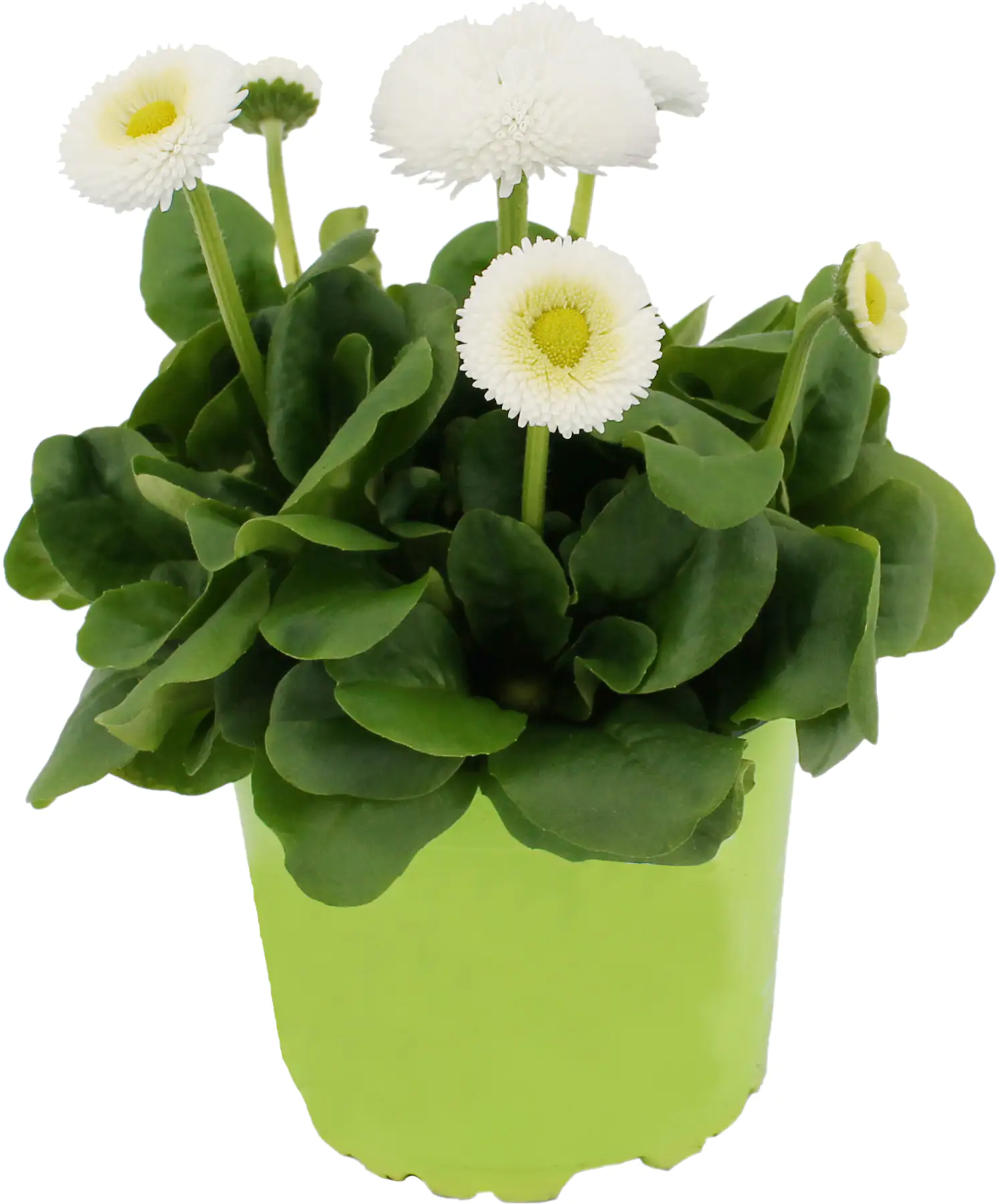 Gänseblümchen Bellis H ca 12 cm 10,5 cm Topf Gänseblümchen Bellis H ca 12 cm 10,5 cm Topf