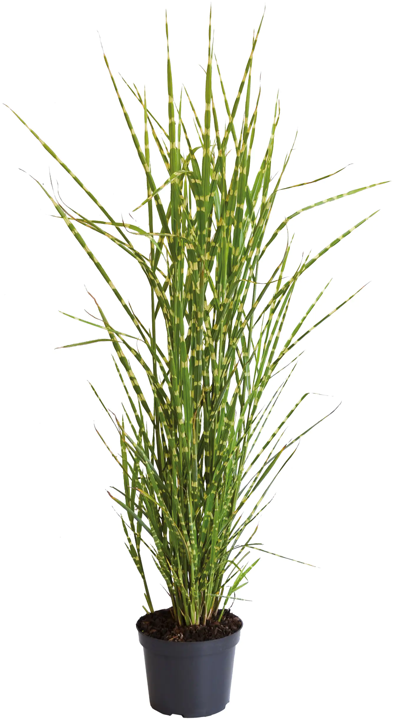 Chinaschilf Miscanthus sinensis 4 l Container