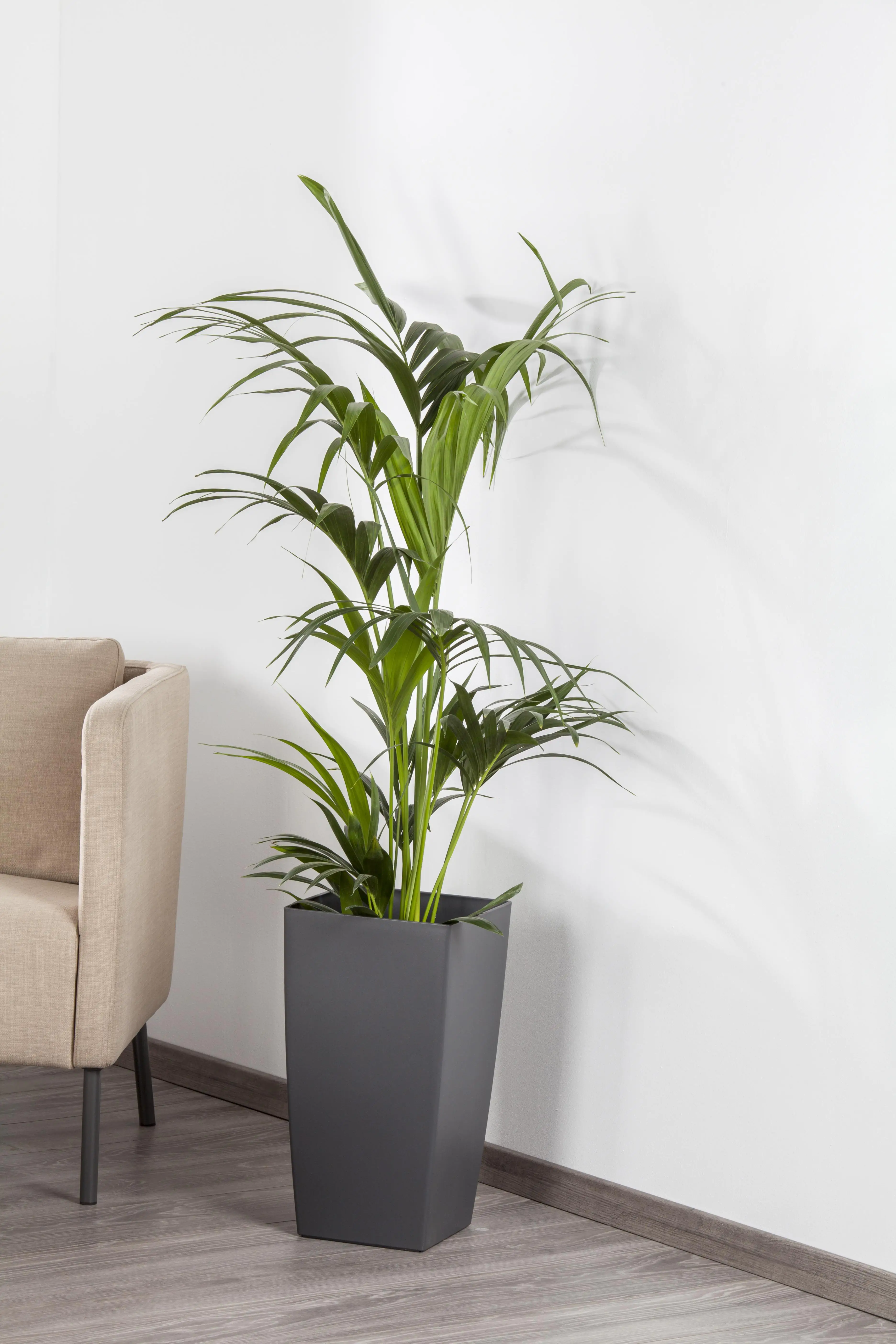 Kentiapalme Howea forsteriana H ca. 100 cm 21 cm Topf 