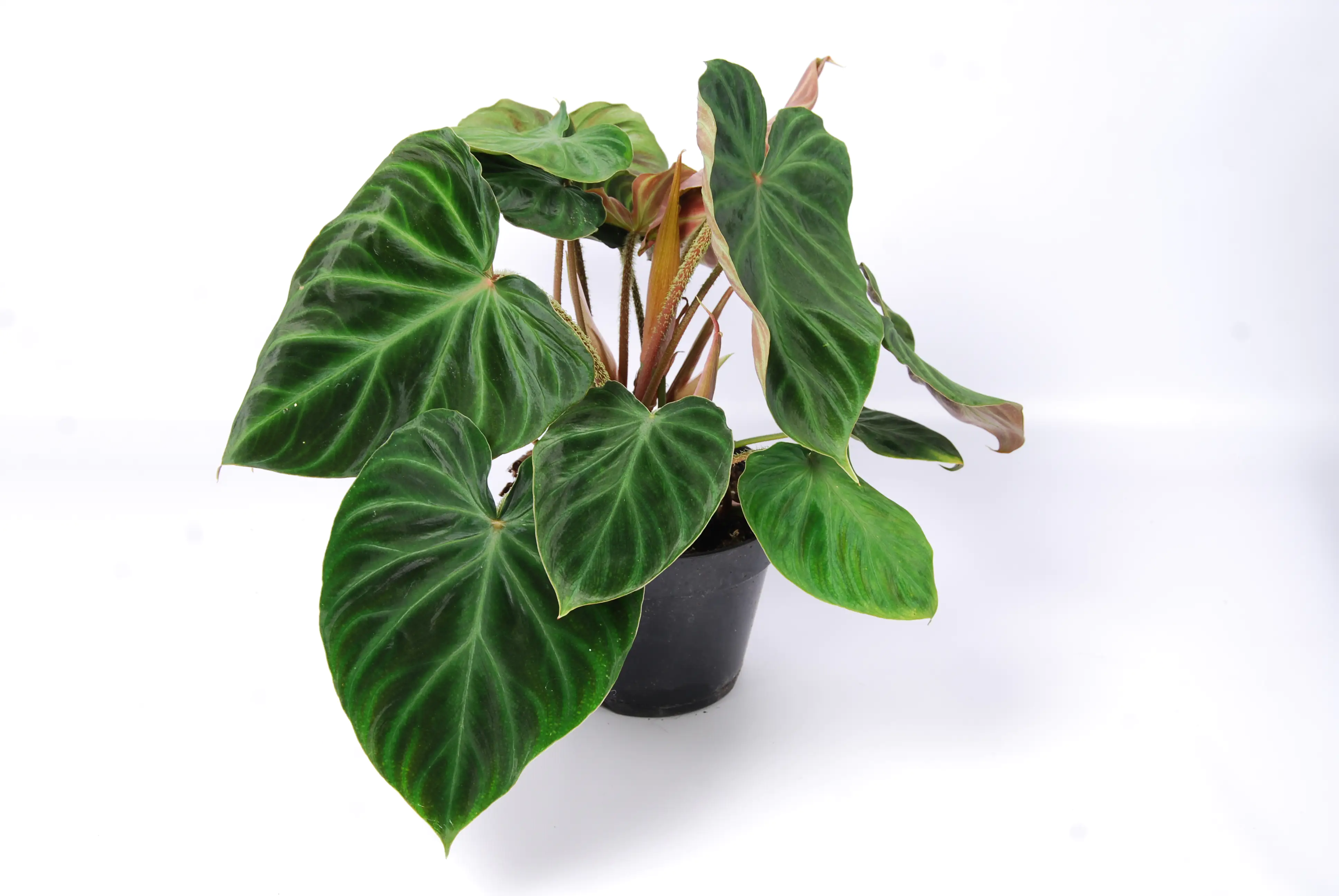 Baumfreund Verrucosum Incensi H ca. 25 cm 15 cm Topf