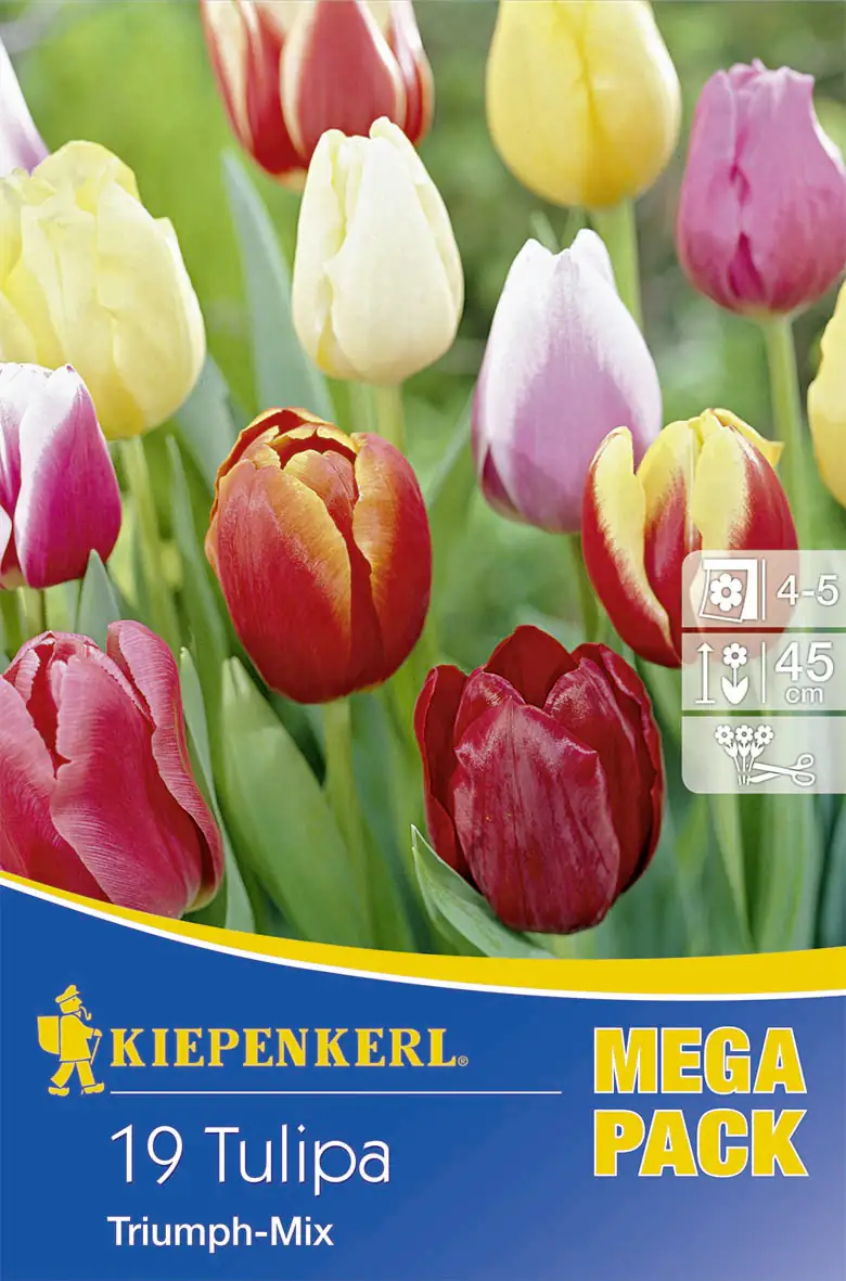 Kiepenkerl Blumenzwiebel Mega-Pack Triumph-Mix Tulipa x Hybrida, Inhalt: 19 Stück