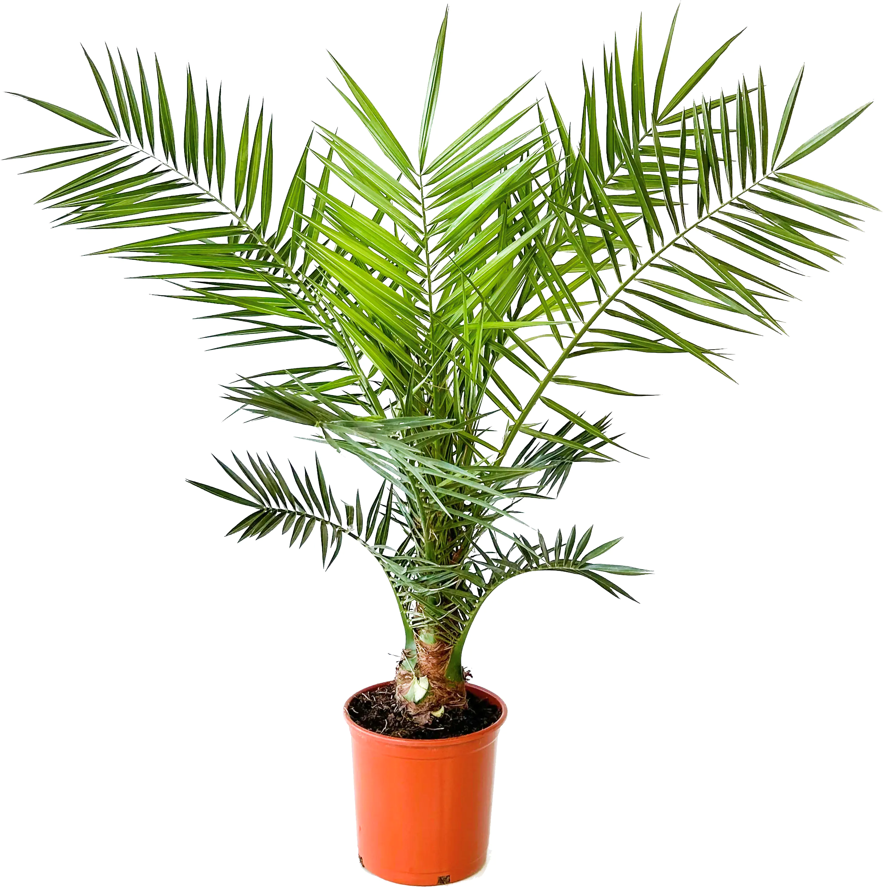 Palmenmix H ca 160 cm 30 cm Topf