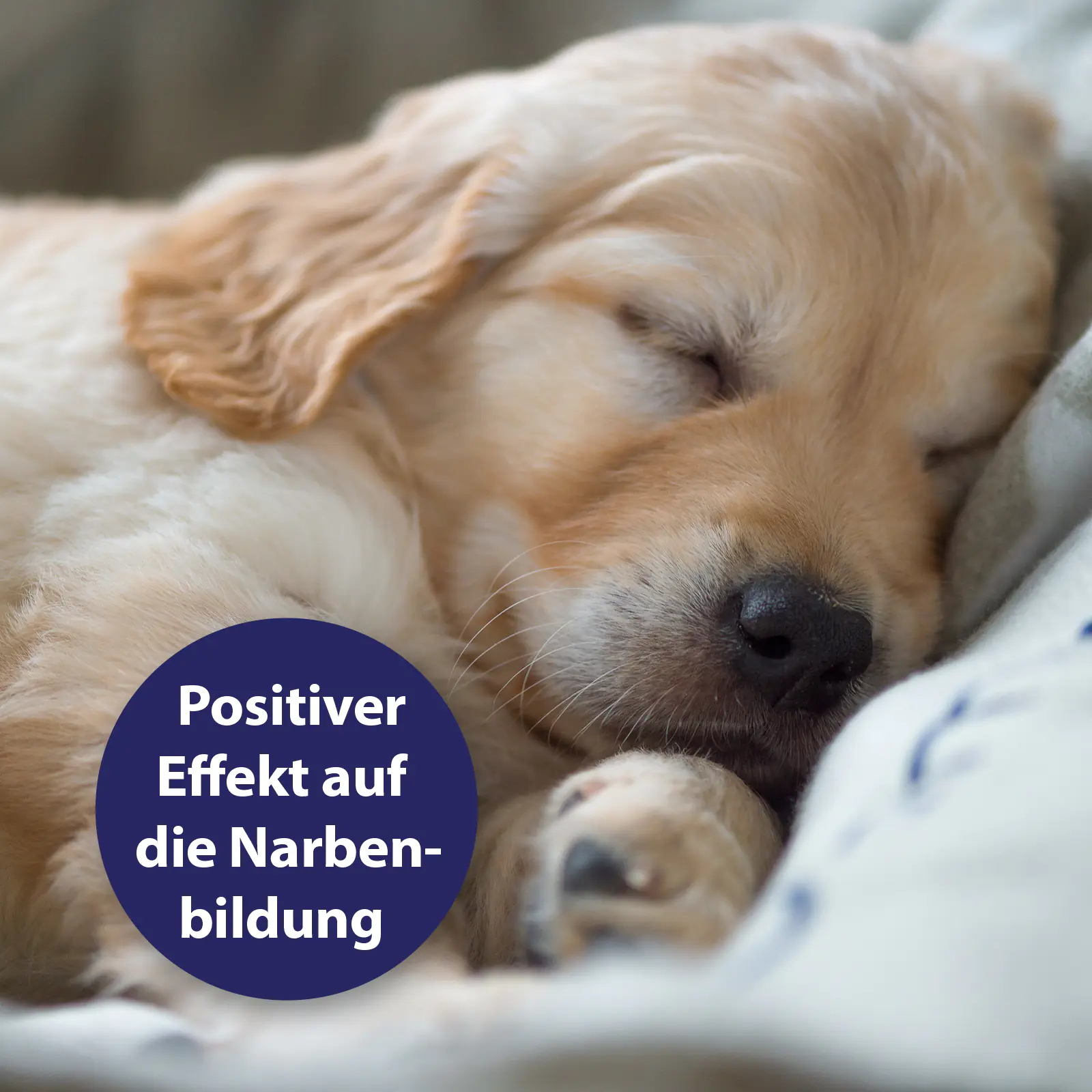 Canosept Wundgel für Hunde 20 ml