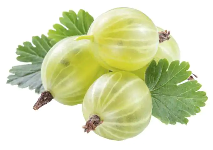 Bio Beerenobst Stachelbeere Ribes uva-crispa gelb 3 Liter Topf 