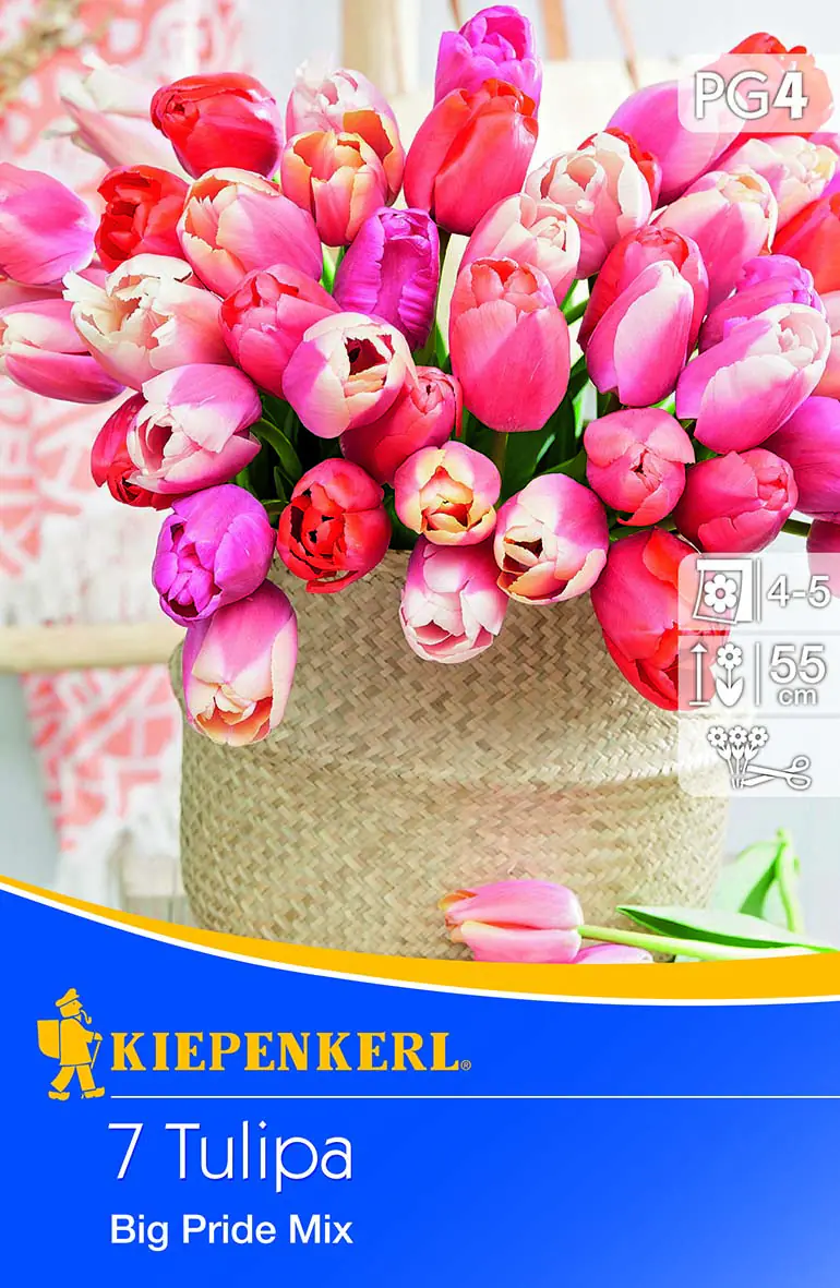 Kiepenkerl Tulpenmischung Big Pride mehrfarbig 7 Stück