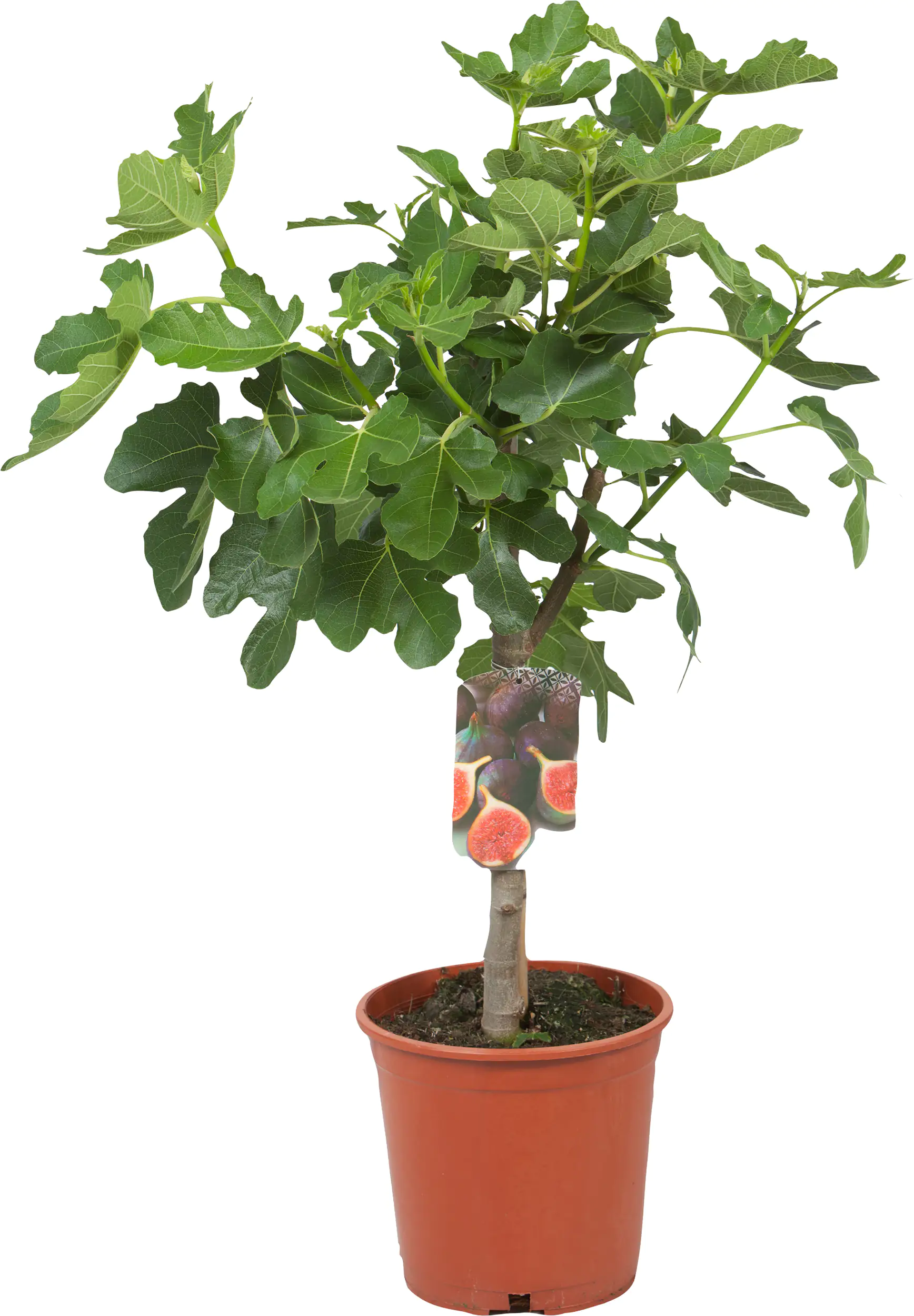 Feigenbaum Ficus Carica H ca 80 cm 20 cm Topf