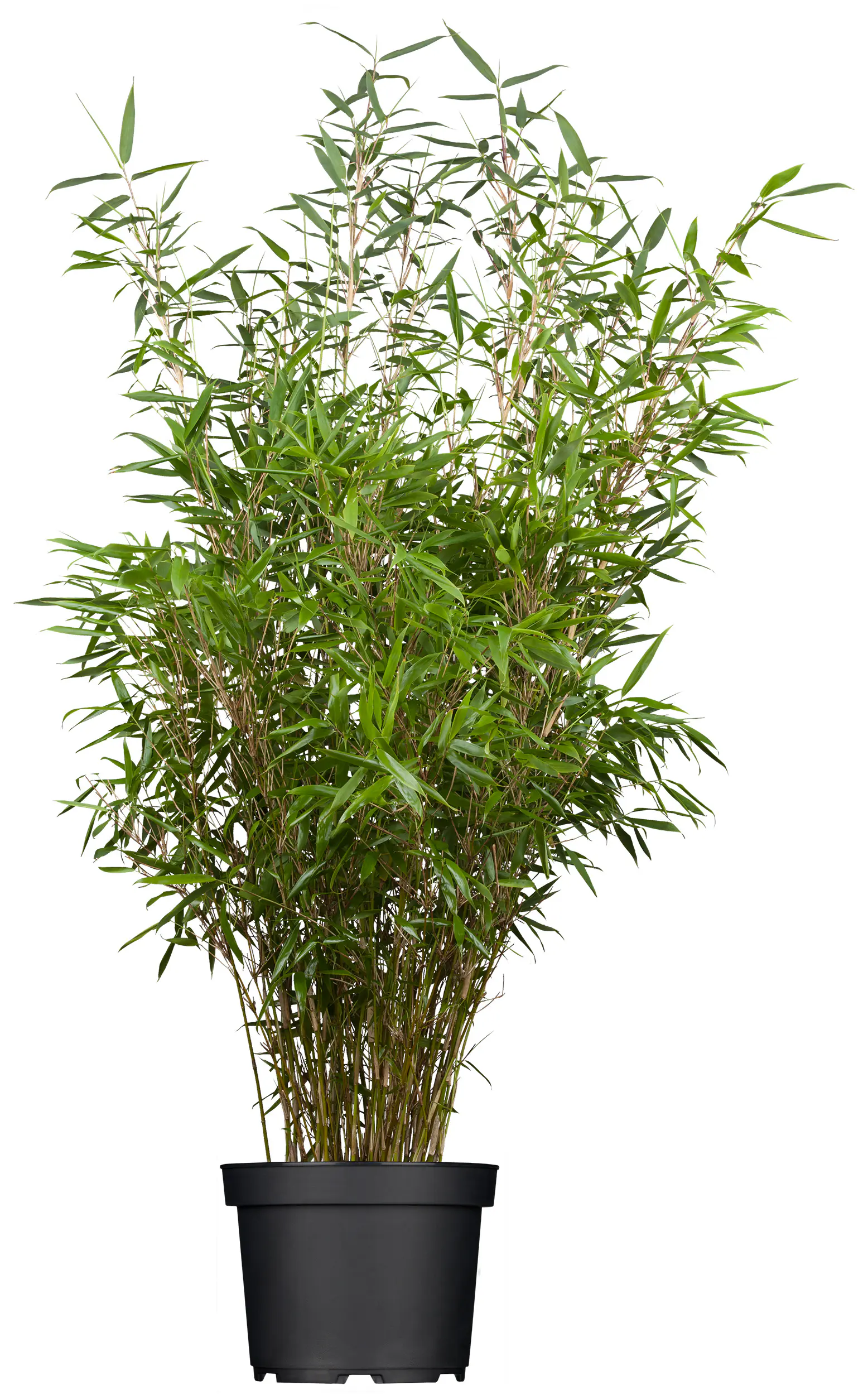 Bambus Fargesia nitida „Gansu“ H 50 - 60 cm, 26 cm Topf