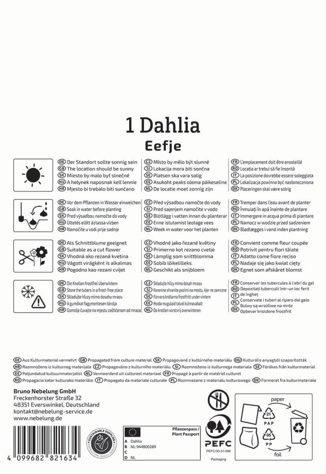 Kiepenkerl Frühjahrsblumenzwiebel Halskrausen-Dahlie Eefje 1 Stück
