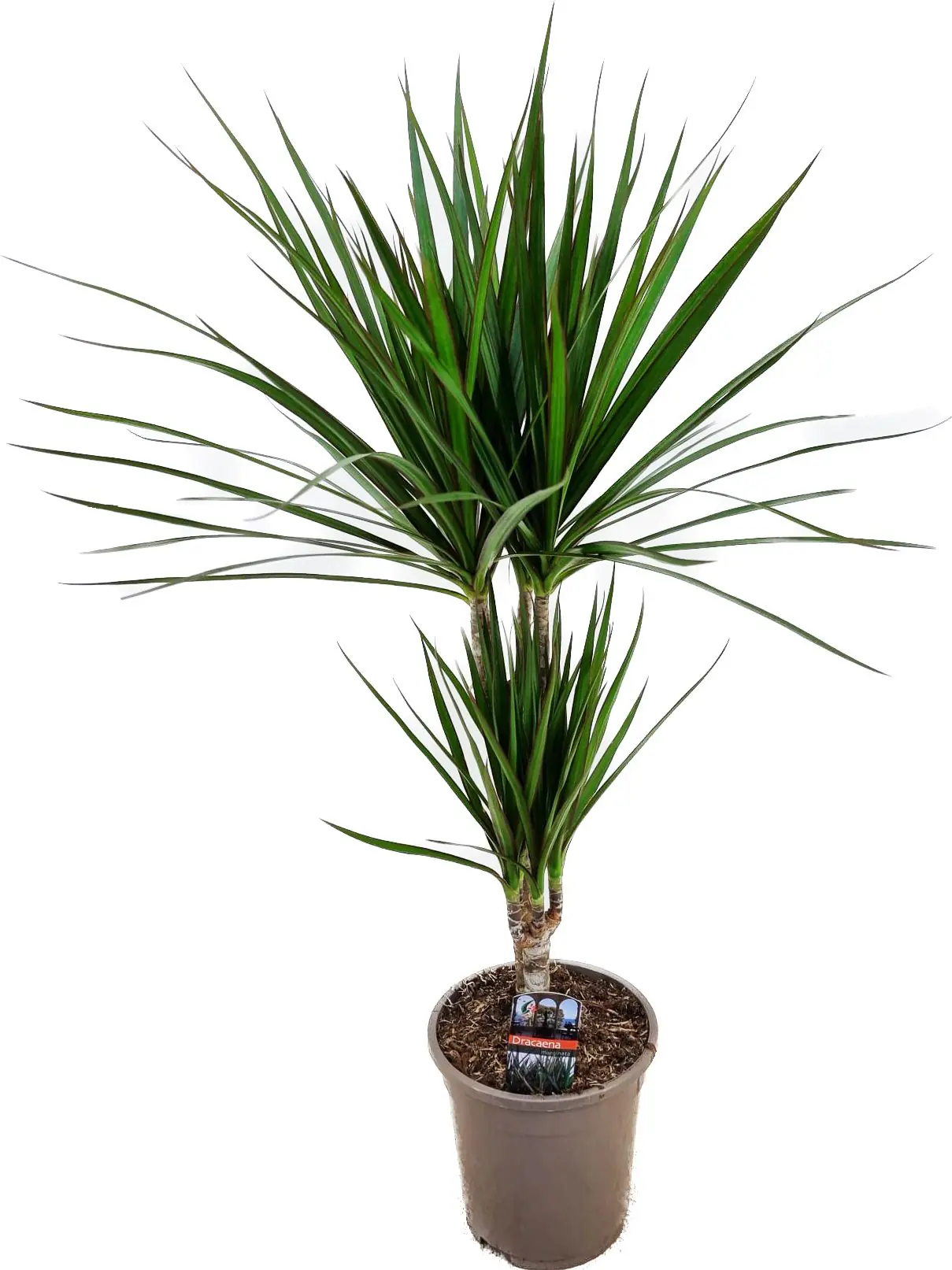 Drachenbaum Dracaena marginata Green H 30/10, Topf 17 cm