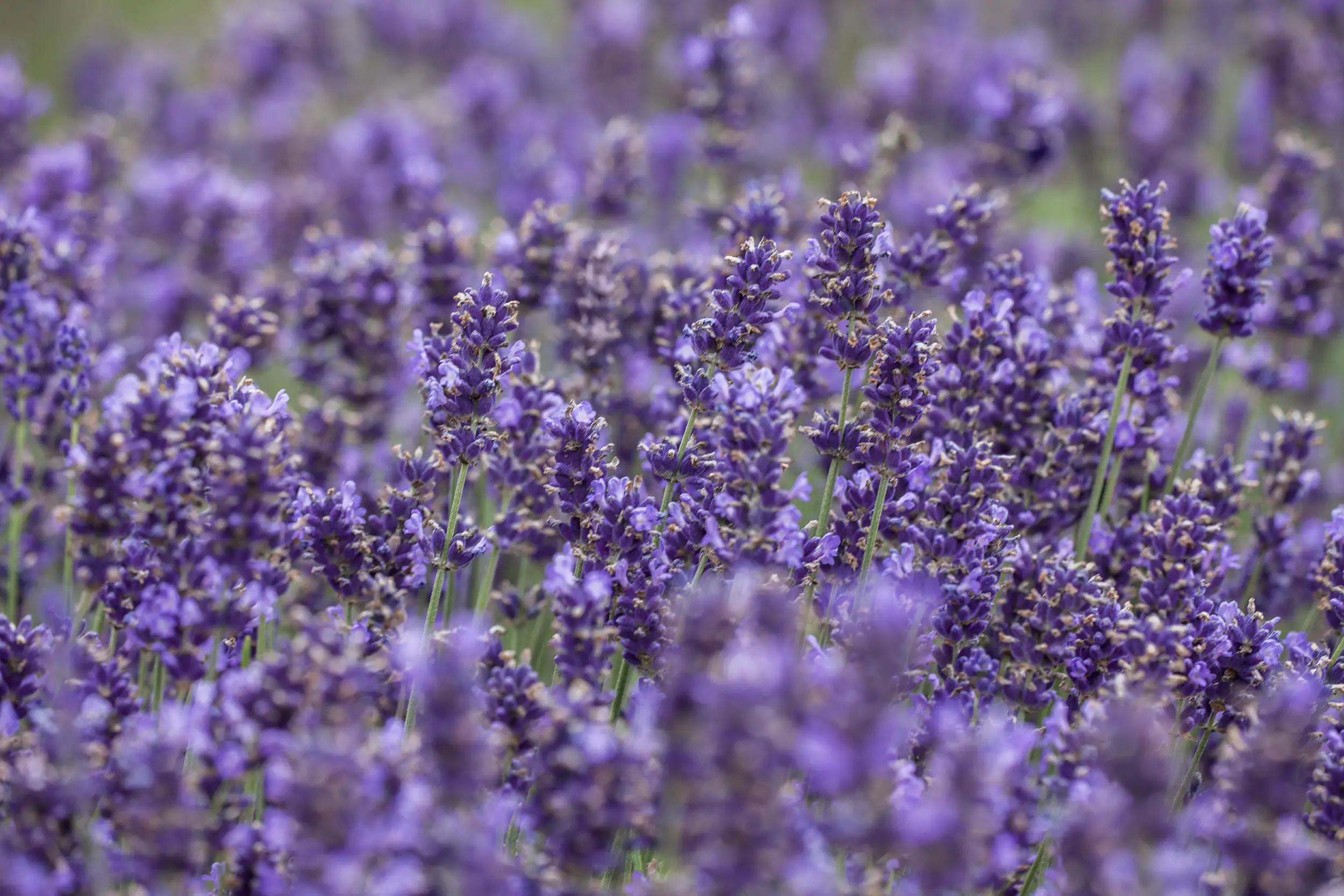 Schopflavendel Lavendula H 30 cm 12cm Topf