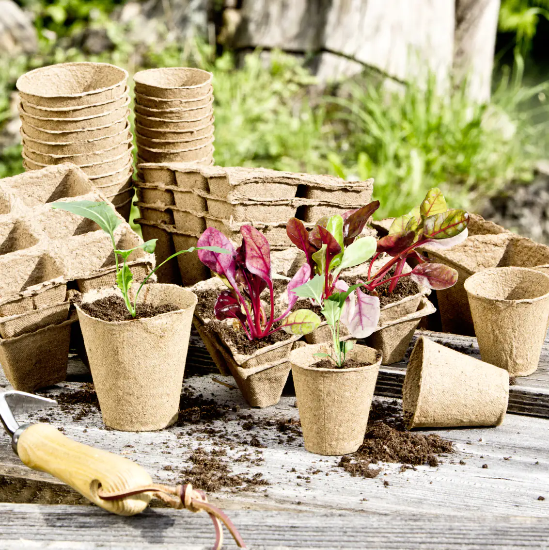 Windhager Anzuchttöpfe Ø 8 cm, 48 Stück