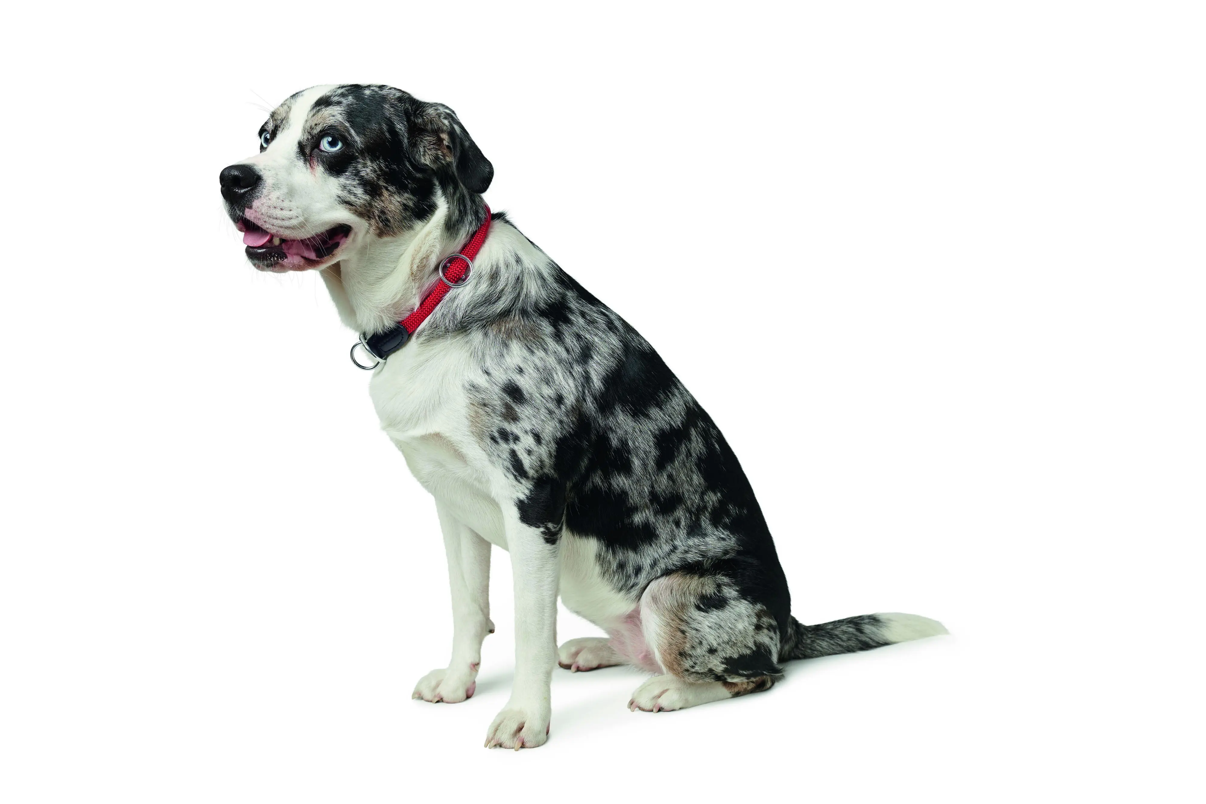 Hunter Hundehalsband Freestyle S-M rot 