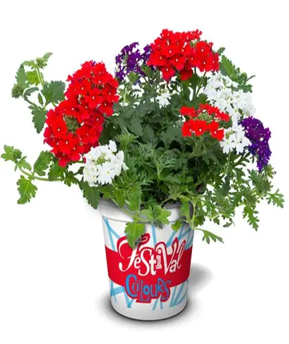 Festival Colours Verbene Mix H ca 15 cm 12 cm Topf