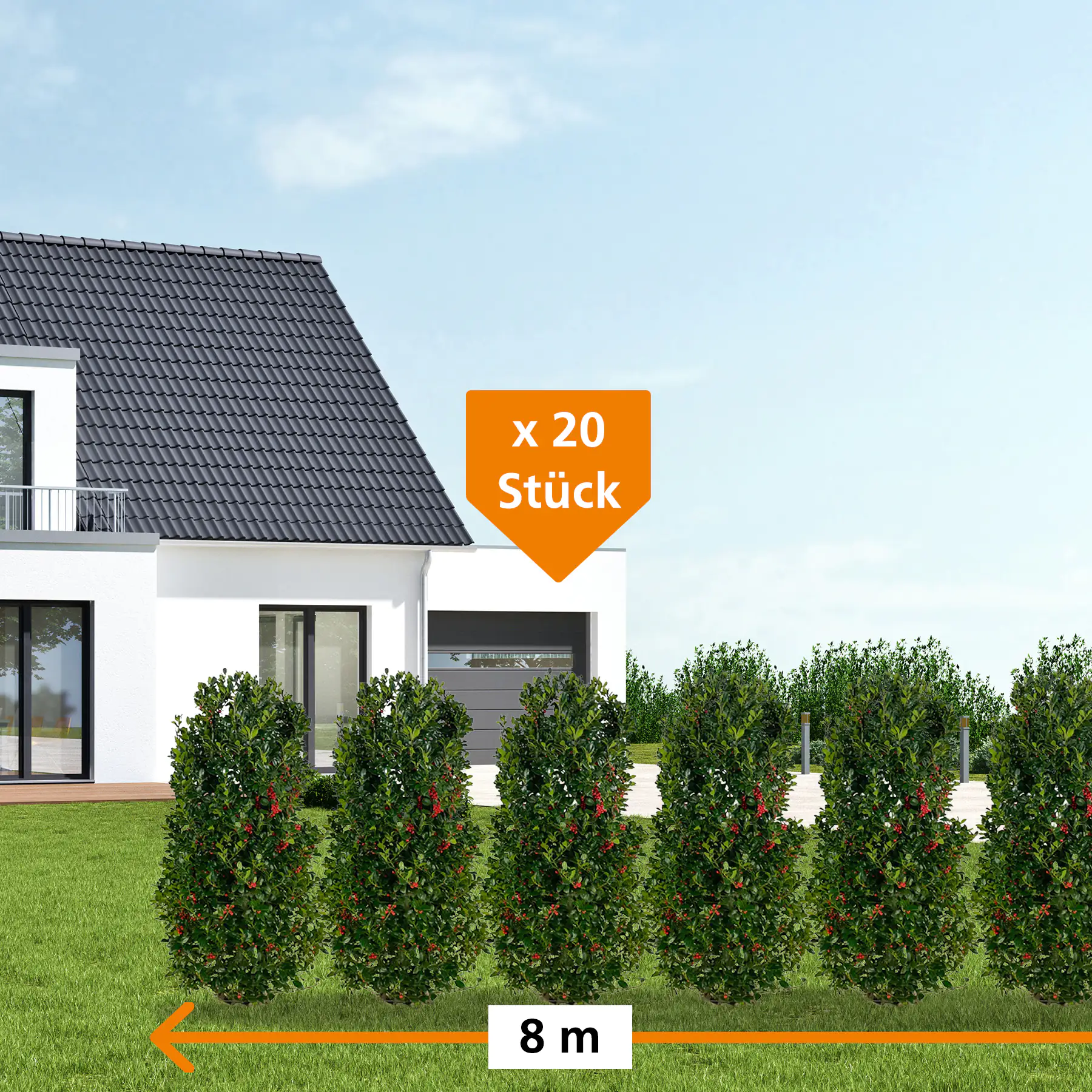 Stechpalme Ilex merservae Heckenfee H 120 - 140 cm, 20 Stück