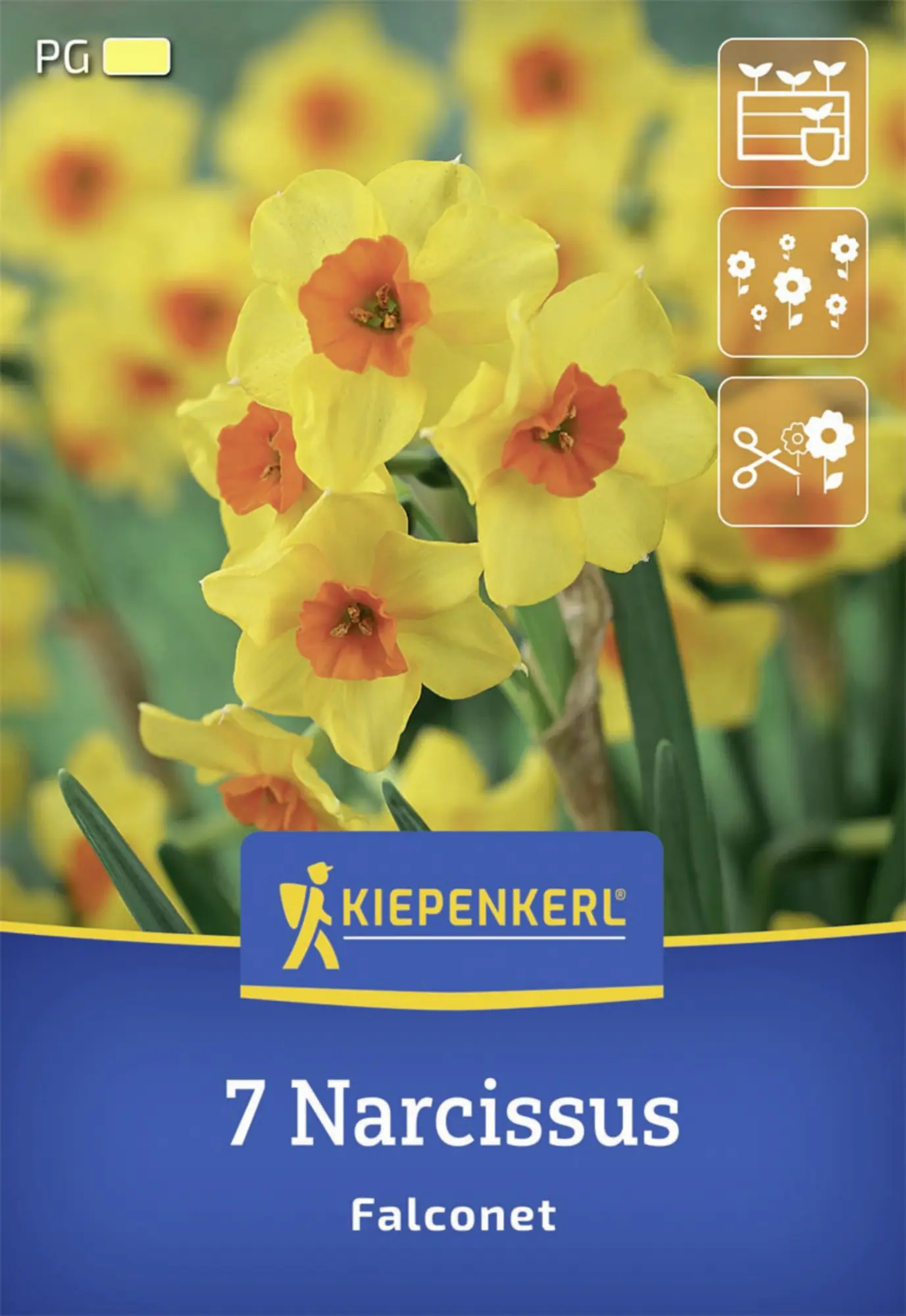 Kiepenkerl Herbstblumenzwiebel Tazetten-Narzisse Falconet 7 Stück